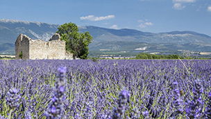 dewa judi poker dunia