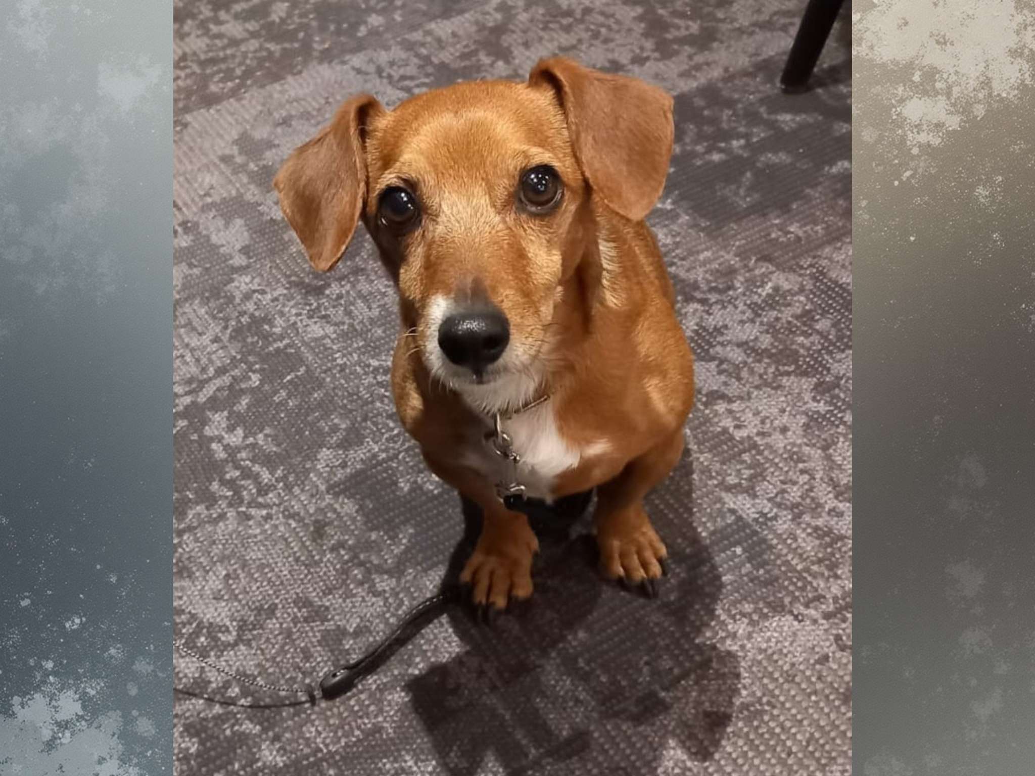 Foto - Mercure Annecy Sud