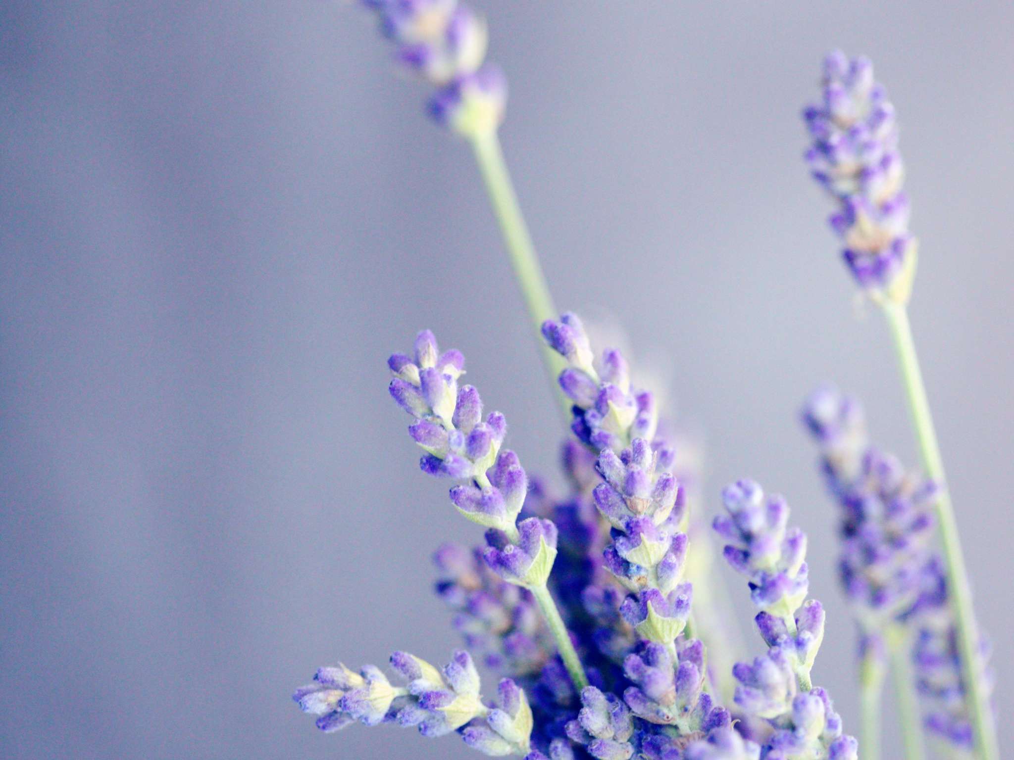 Photo - Mercure Aix en Provence Beaumanoir