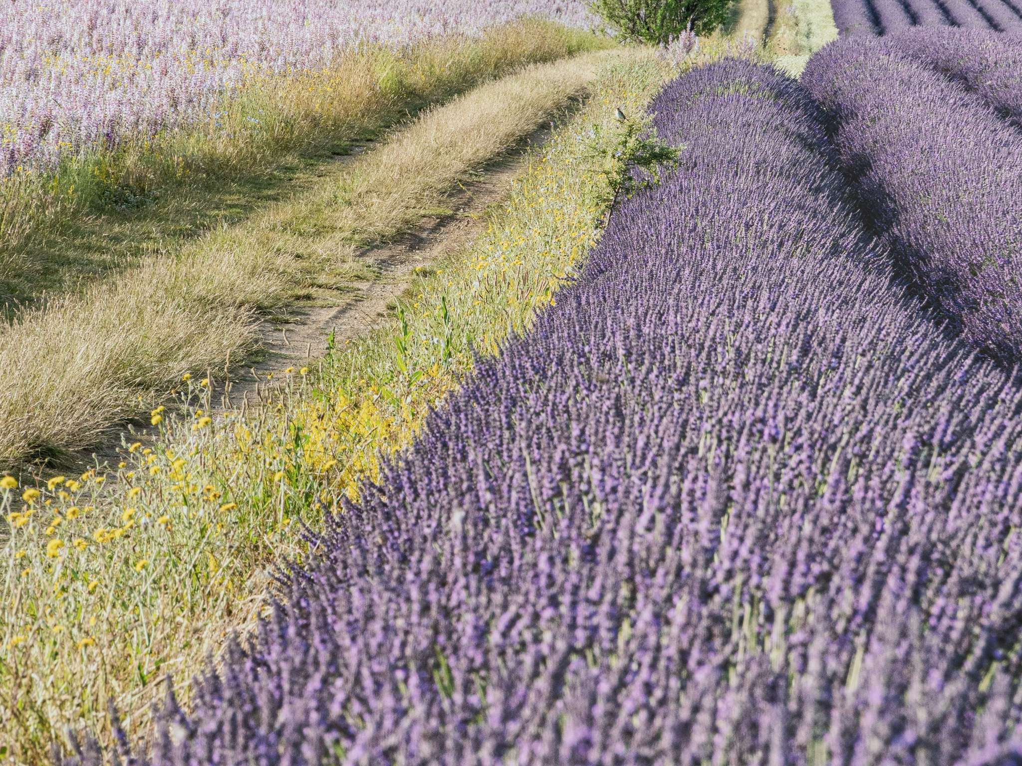 Photo - Mercure Aix en Provence Beaumanoir