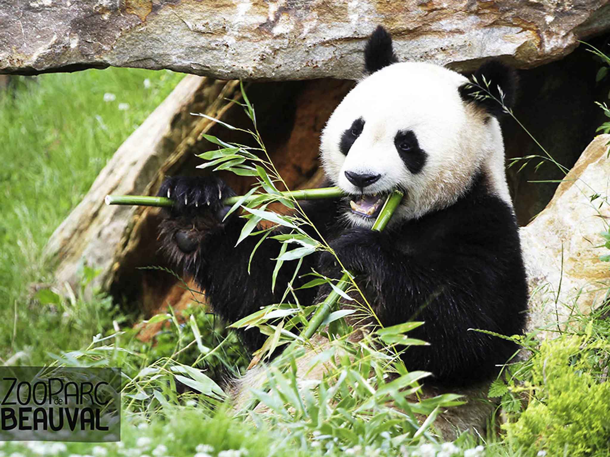 Foto - Novotel Amboise