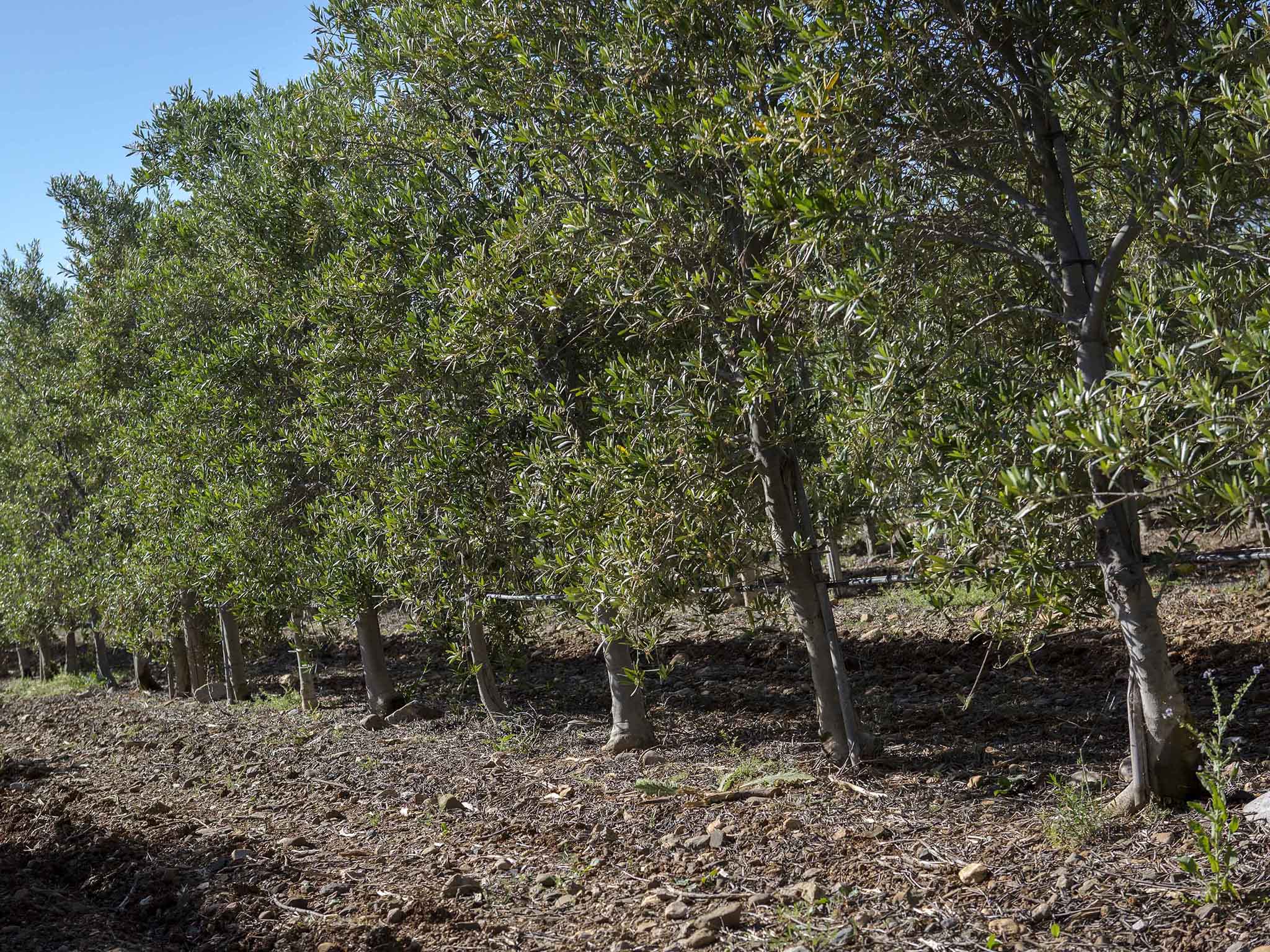 Foto - Novotel Perpignan Nord Rivesaltes