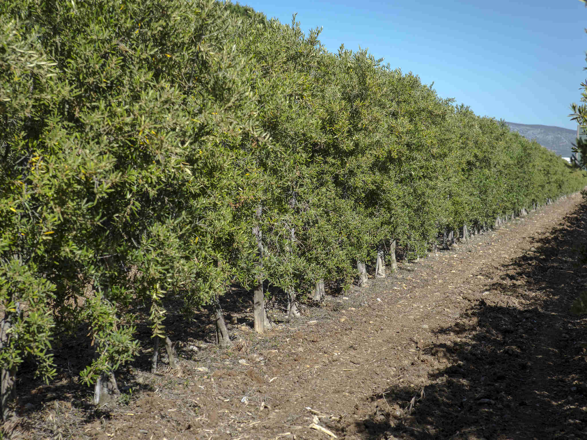 Foto - Novotel Perpignan Nord Rivesaltes