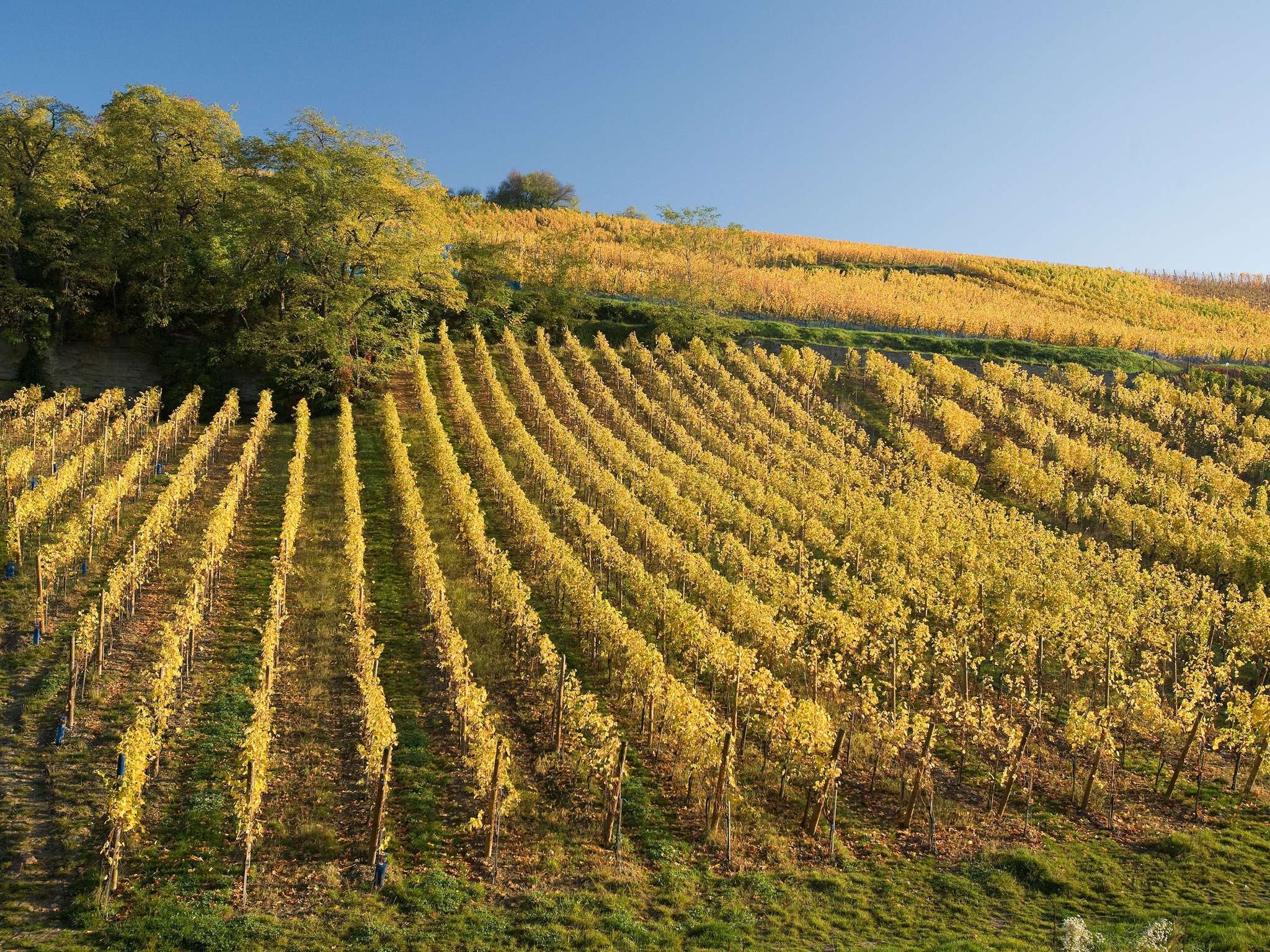 Foto - Novotel Mulhouse Bâle Fribourg