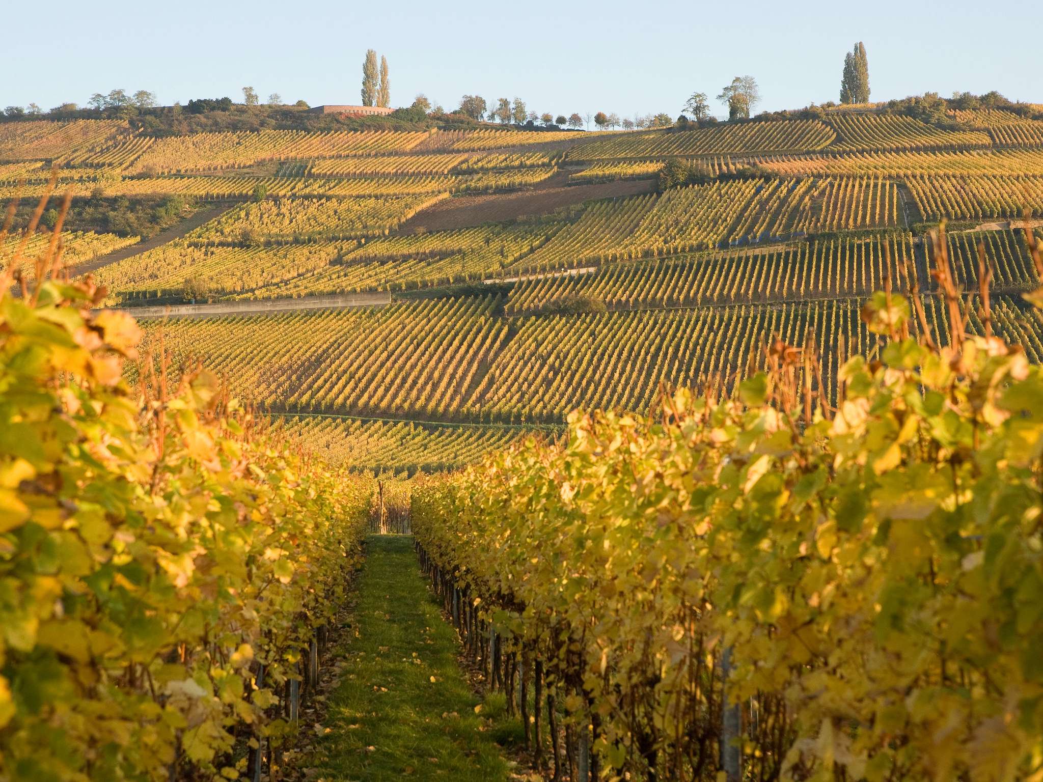 Foto - Novotel Mulhouse Bâle Fribourg