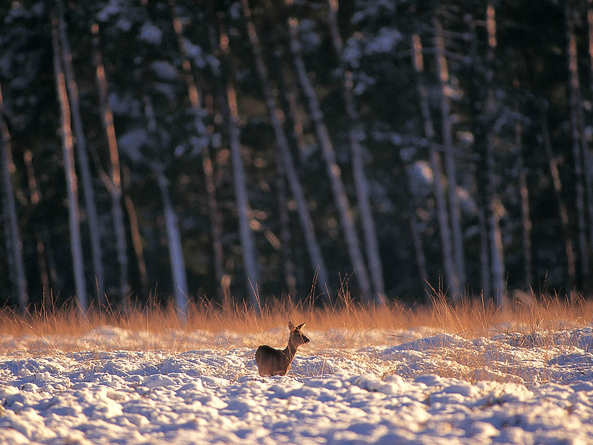 Foto - Novotel Breda