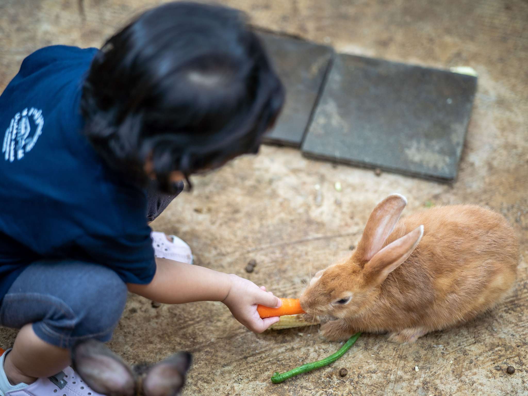 Foto - Novotel Bogor Golf Resort