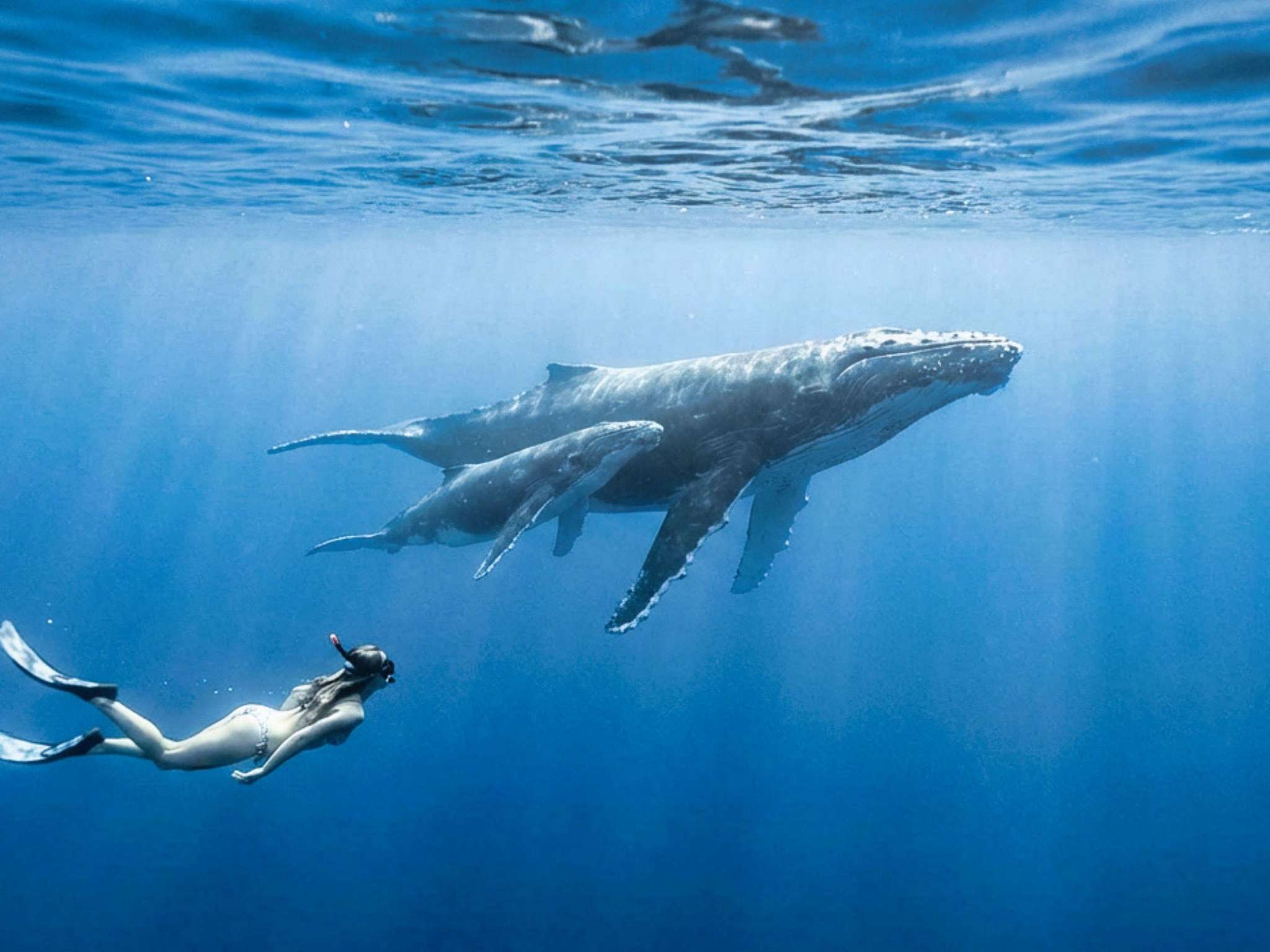 Foto - Sofitel Kia Ora Moorea Beach Resort