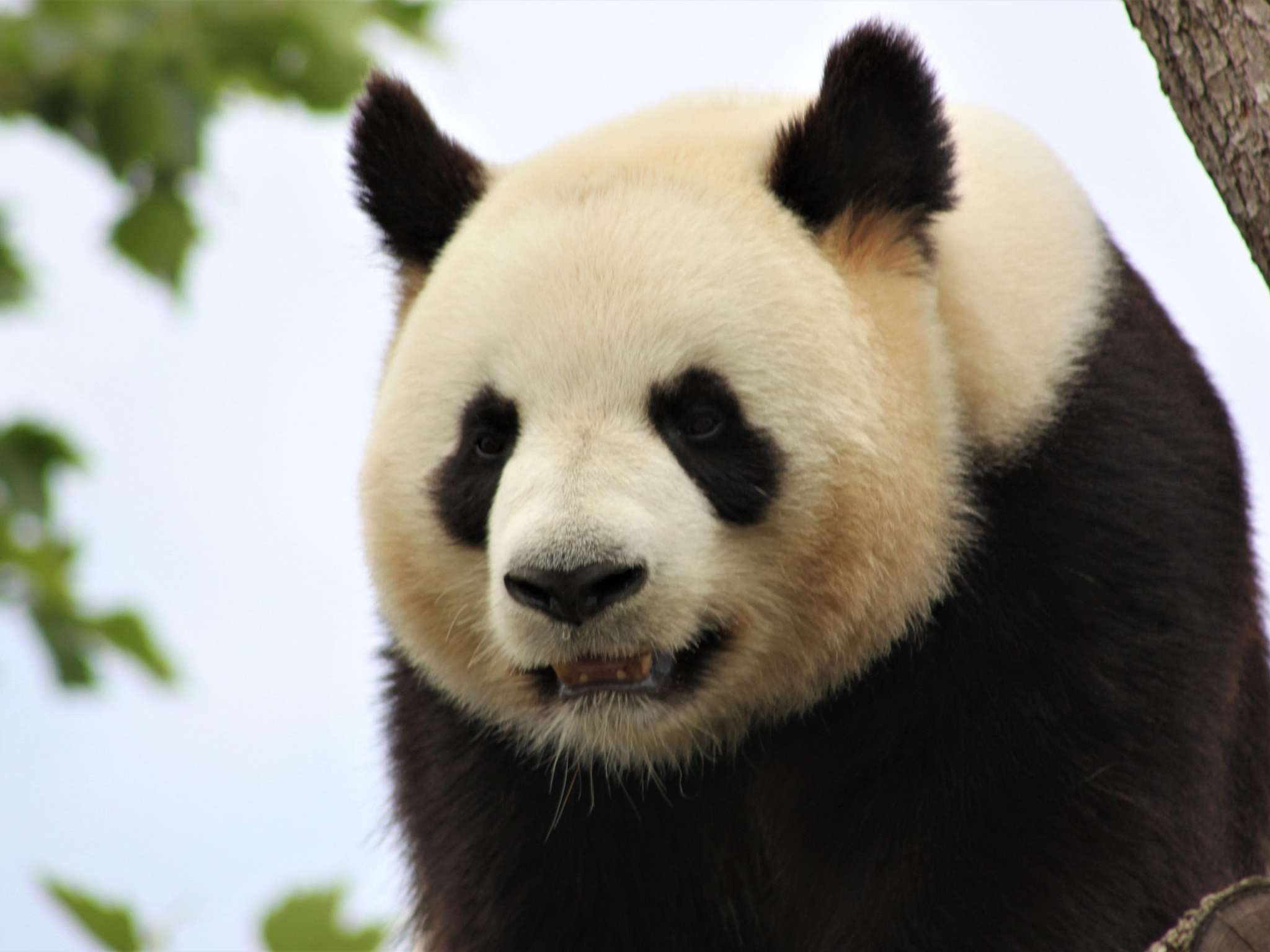 Photo - ibis Styles Tours Sud