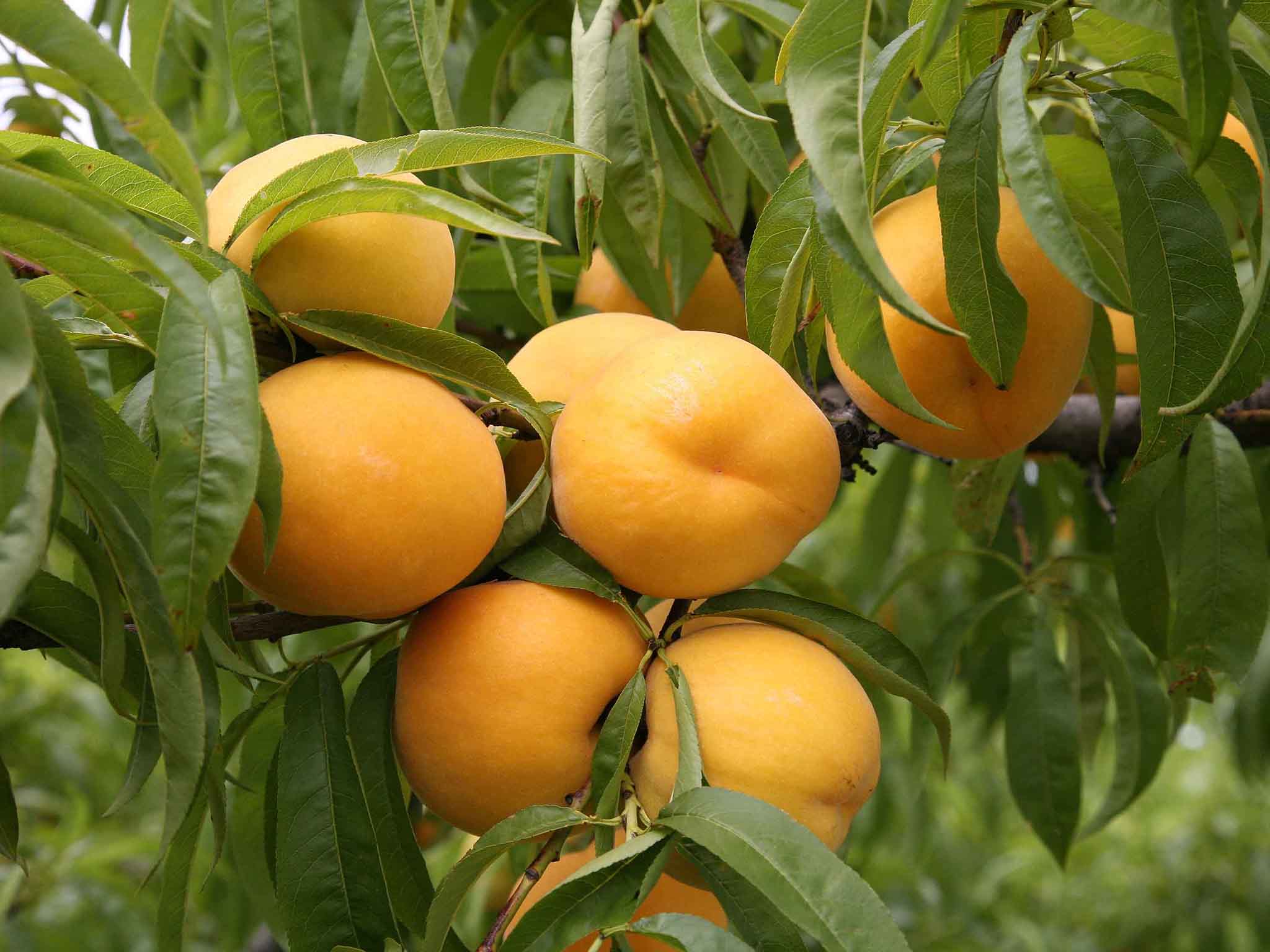 Foto - ibis Valence Sud