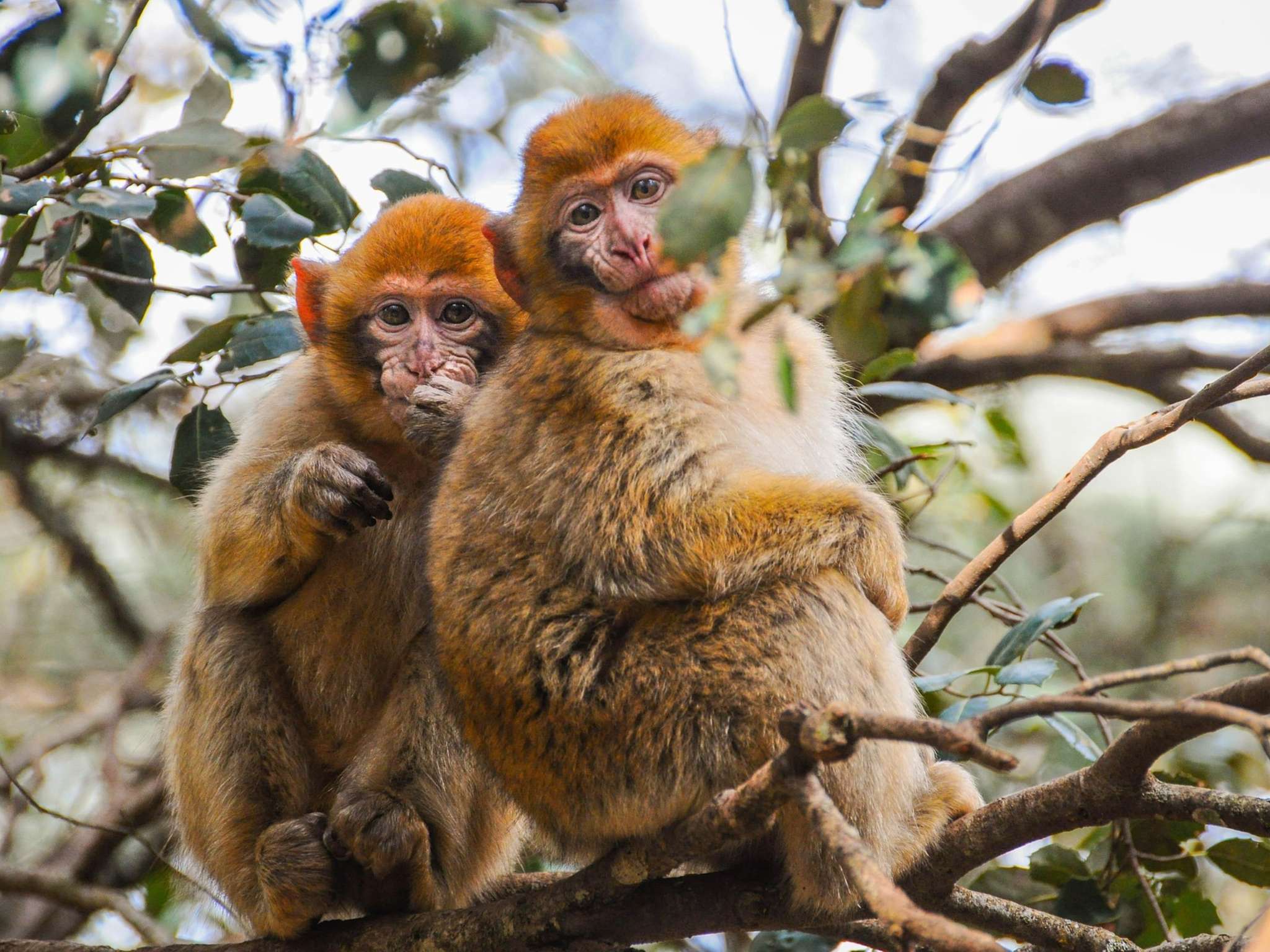 Foto - ibis Poitiers Sud