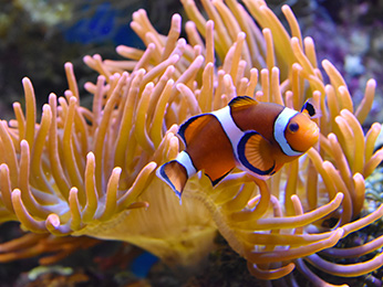 Foto - ibis Thalassa Le Touquet