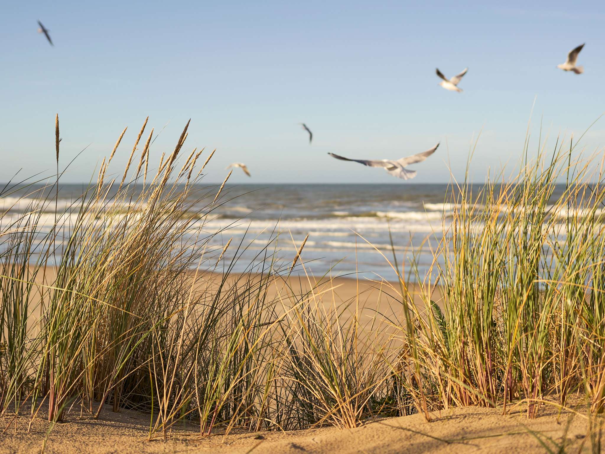 Foto - ibis Thalassa Le Touquet