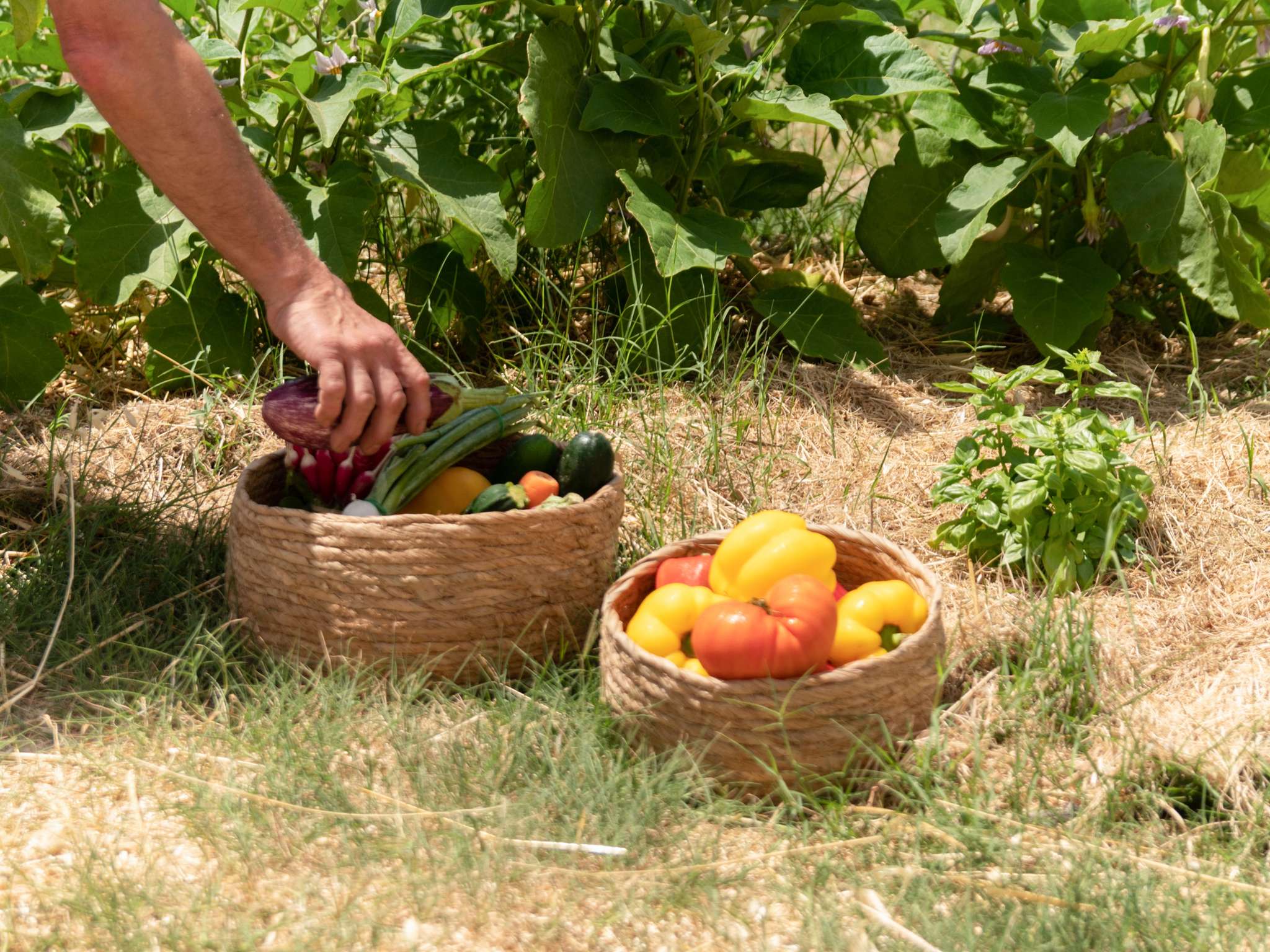 Foto - Hotel ibis Narbonne
