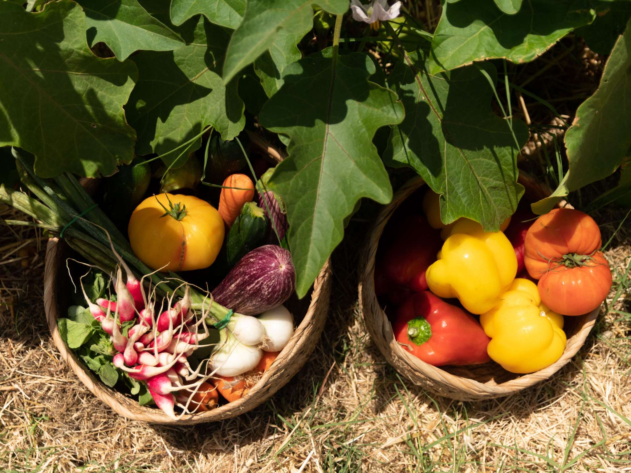 Foto - Hotel ibis Narbonne