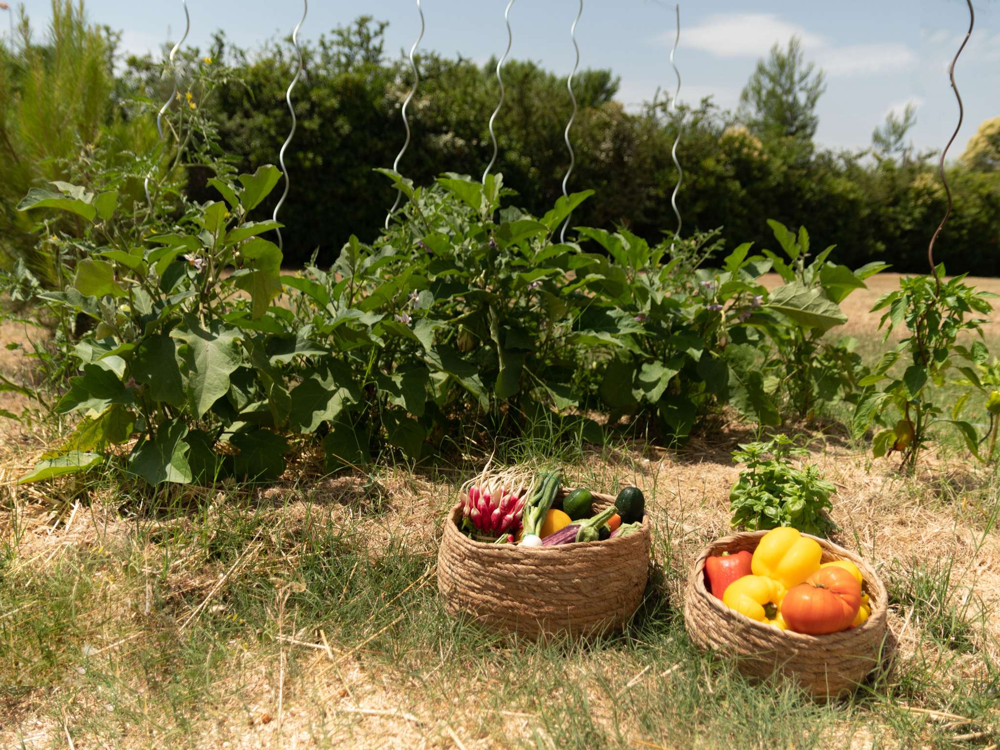 Foto - Hotel ibis Narbonne