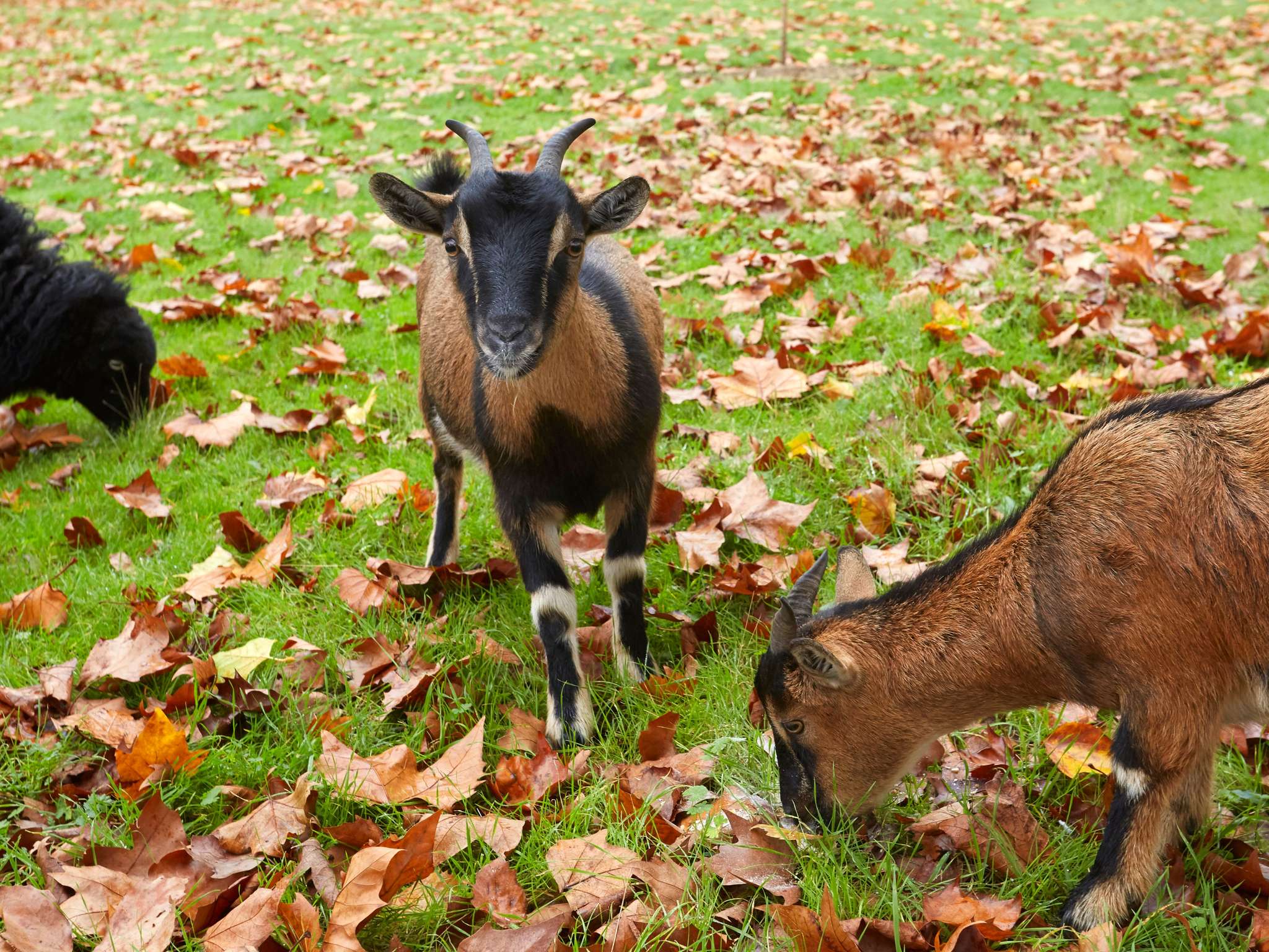 Photo - ibis Le Mans Est Pontlieue