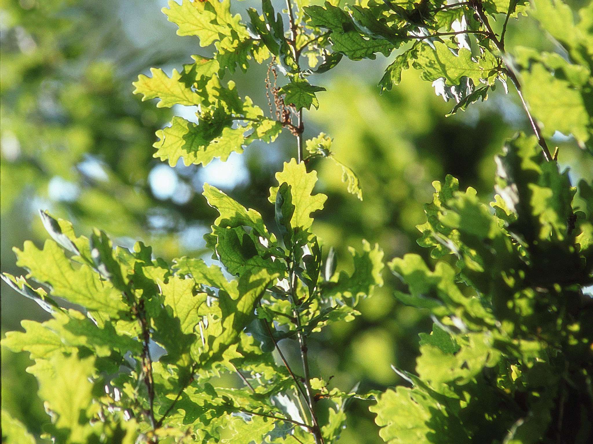 Foto - ibis Bordeaux Pessac Route des Vins