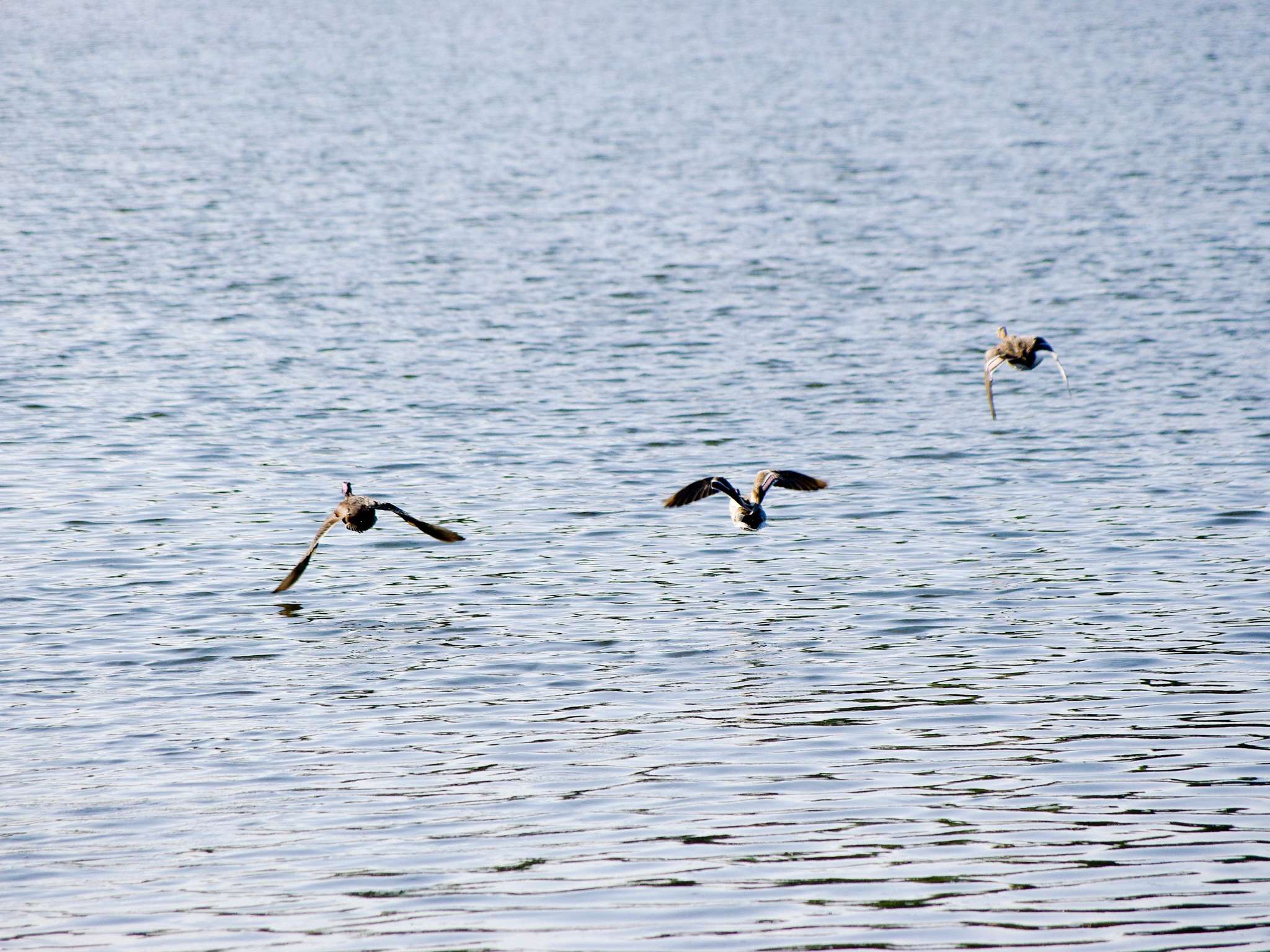 Photo - ibis Orleans Centre Gare