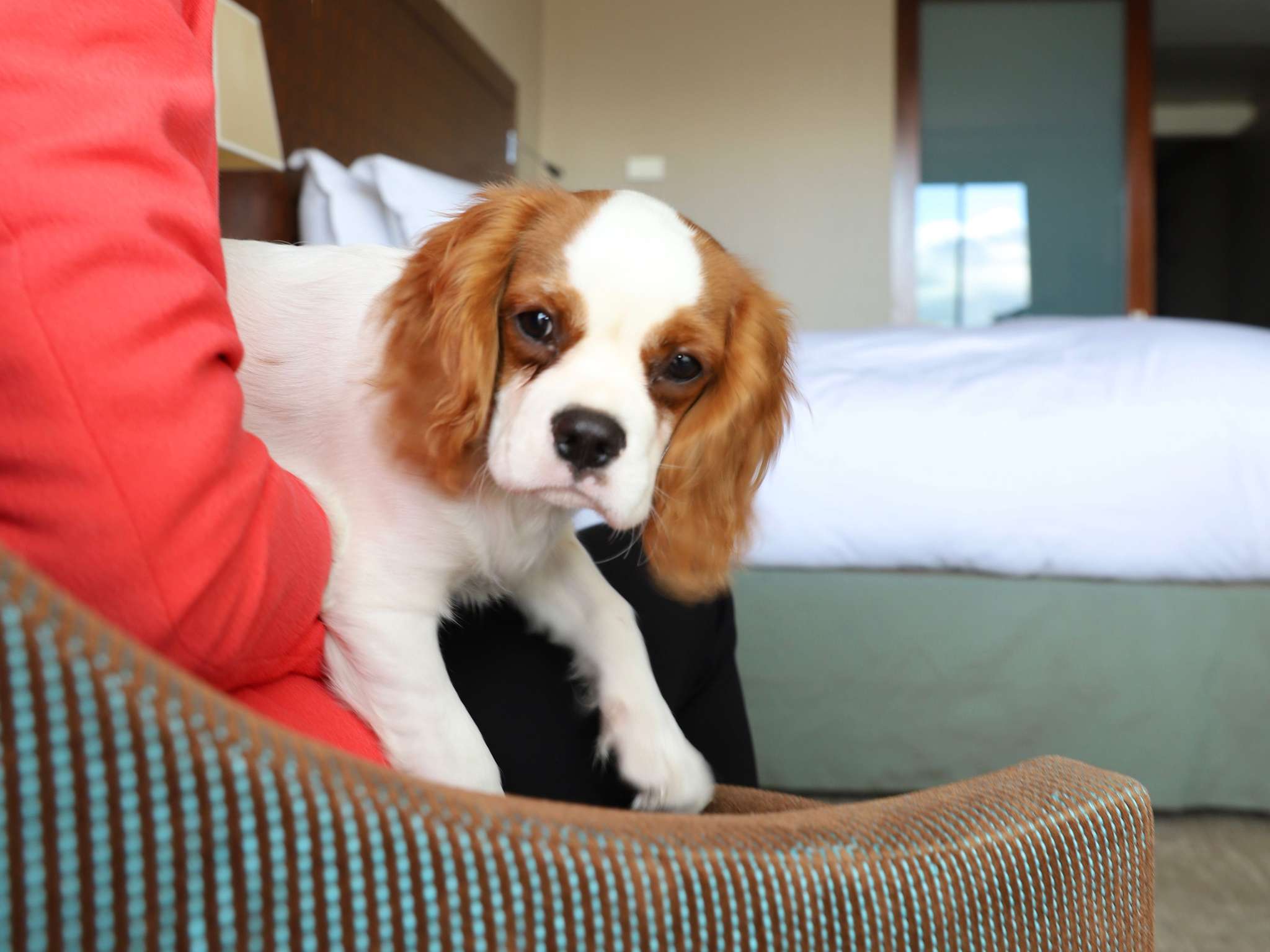 Photo - Novotel Marseille Vieux Port