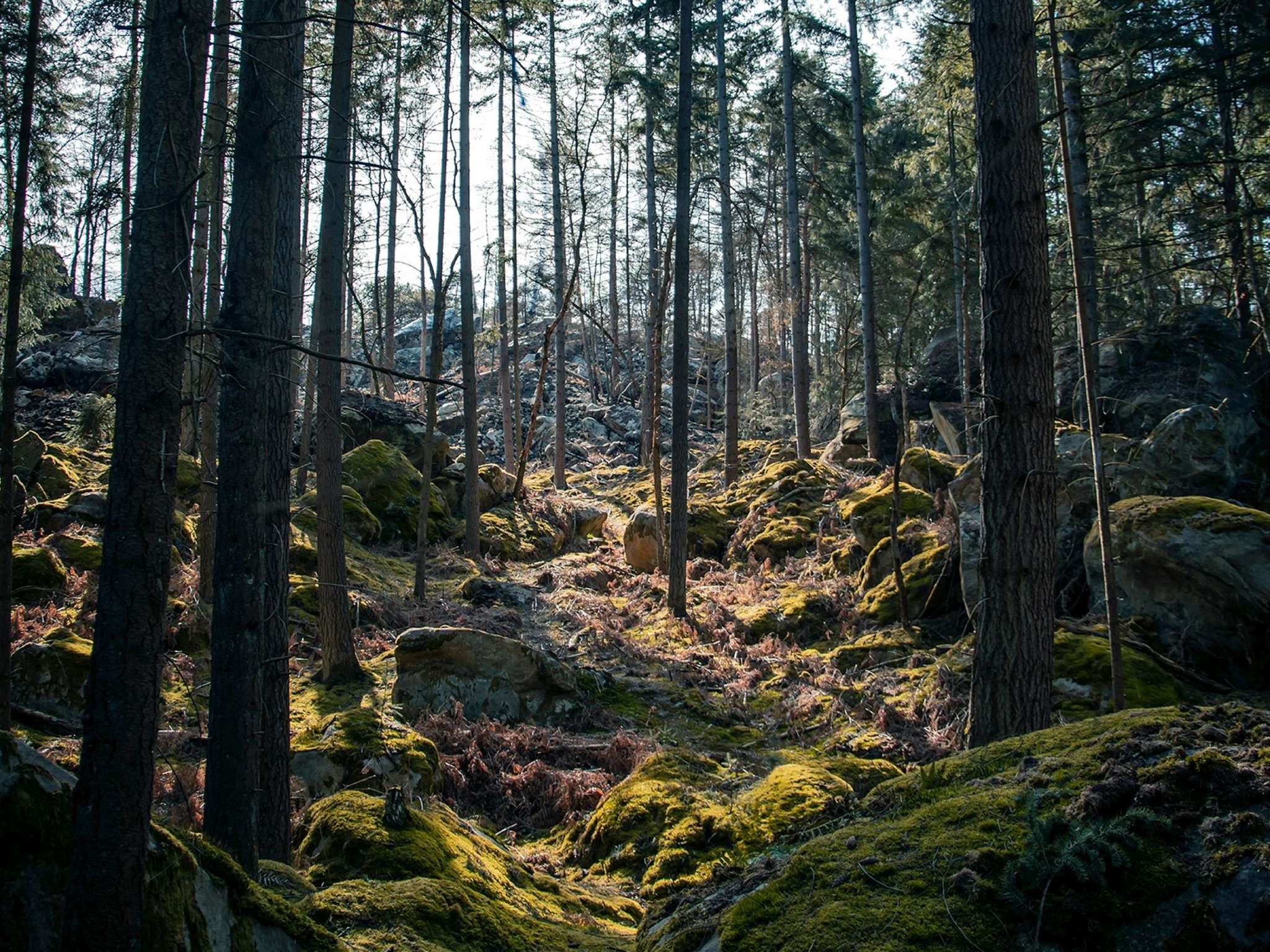 Photo - Hotel Mercure Parc du Coudray - Barbizon