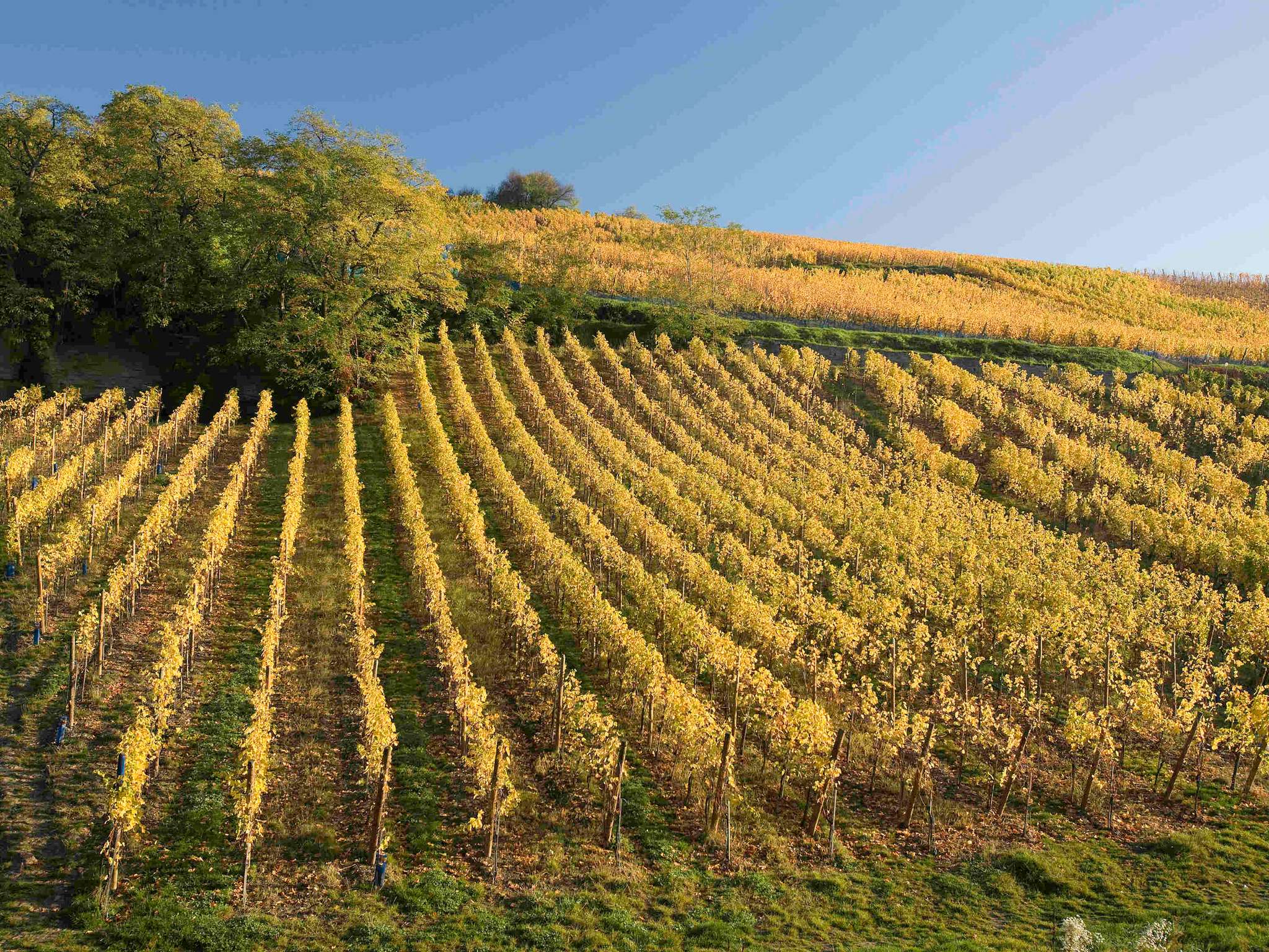 Foto - Mercure Colmar Centre Unterlinden