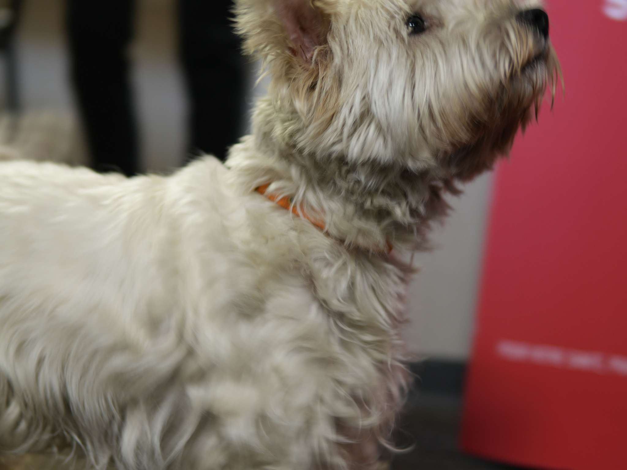 Foto - ibis Styles Caen Centre Historique