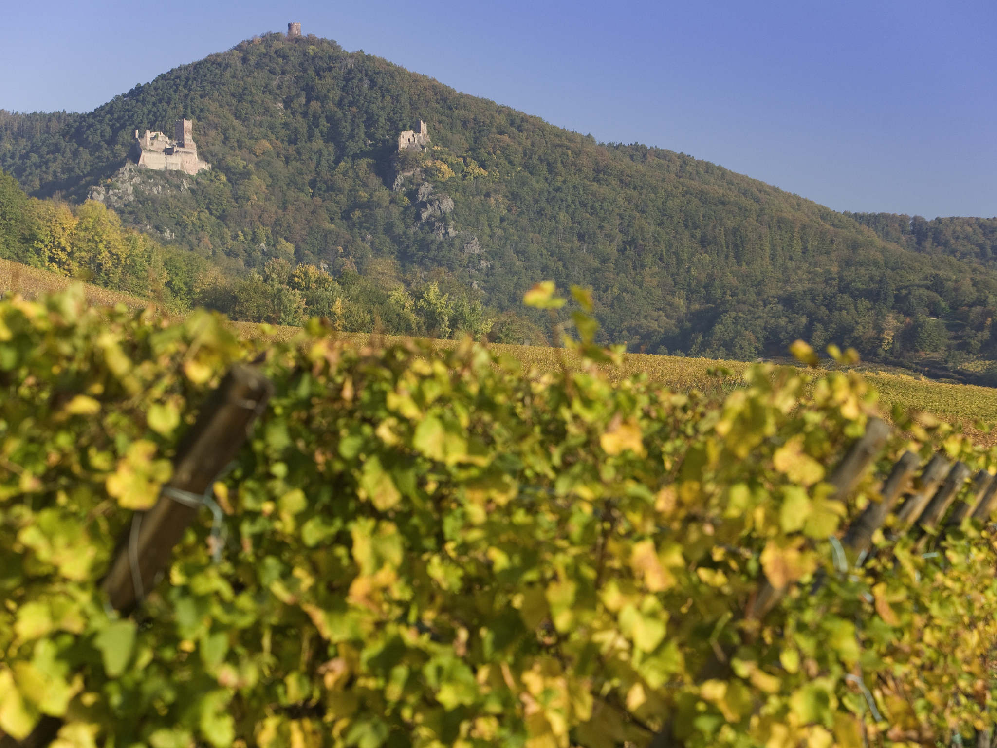 Foto - ibis Colmar Est - Hotel Restaurant en Alsace