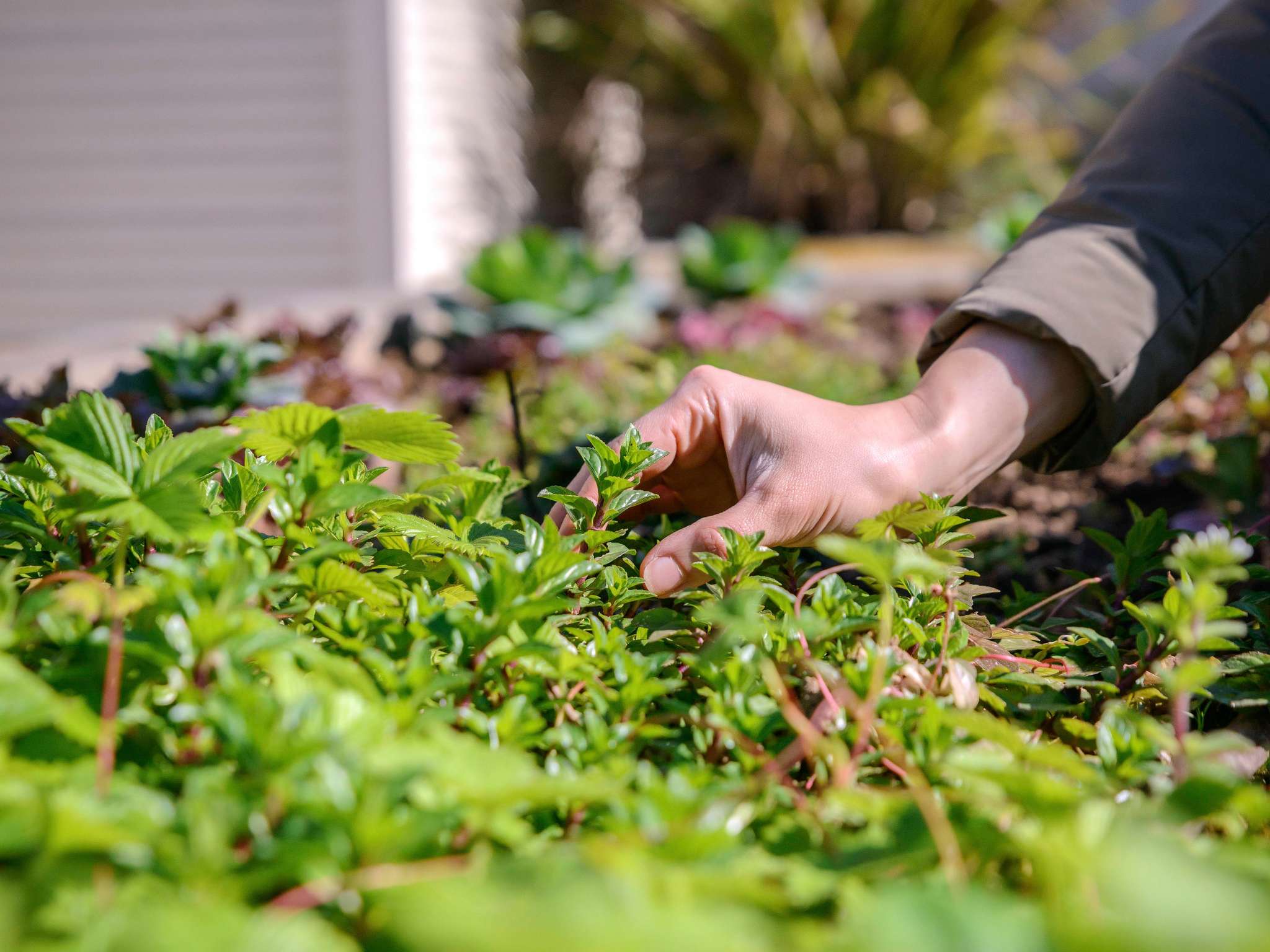 Foto - Novotel Porto Gaia