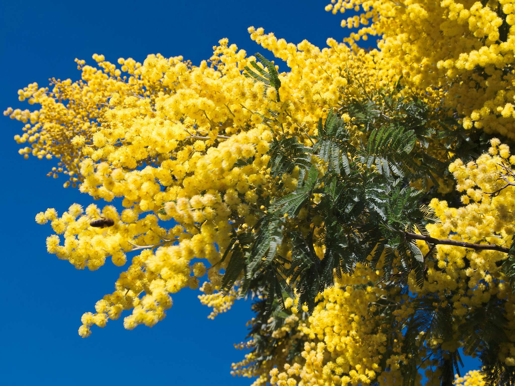 Photo - Pullman Cannes Mandelieu