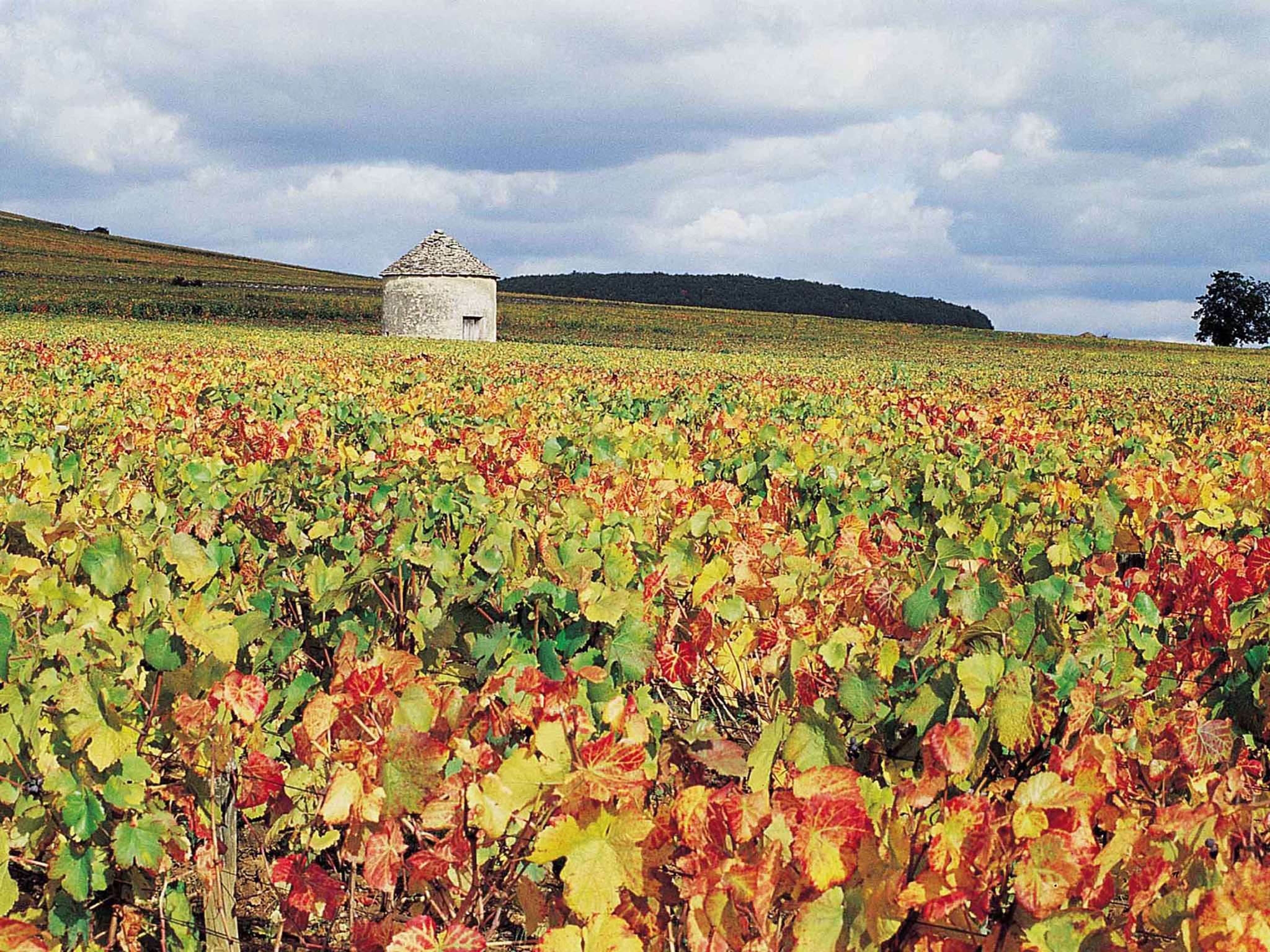 Foto - Novotel Beaune