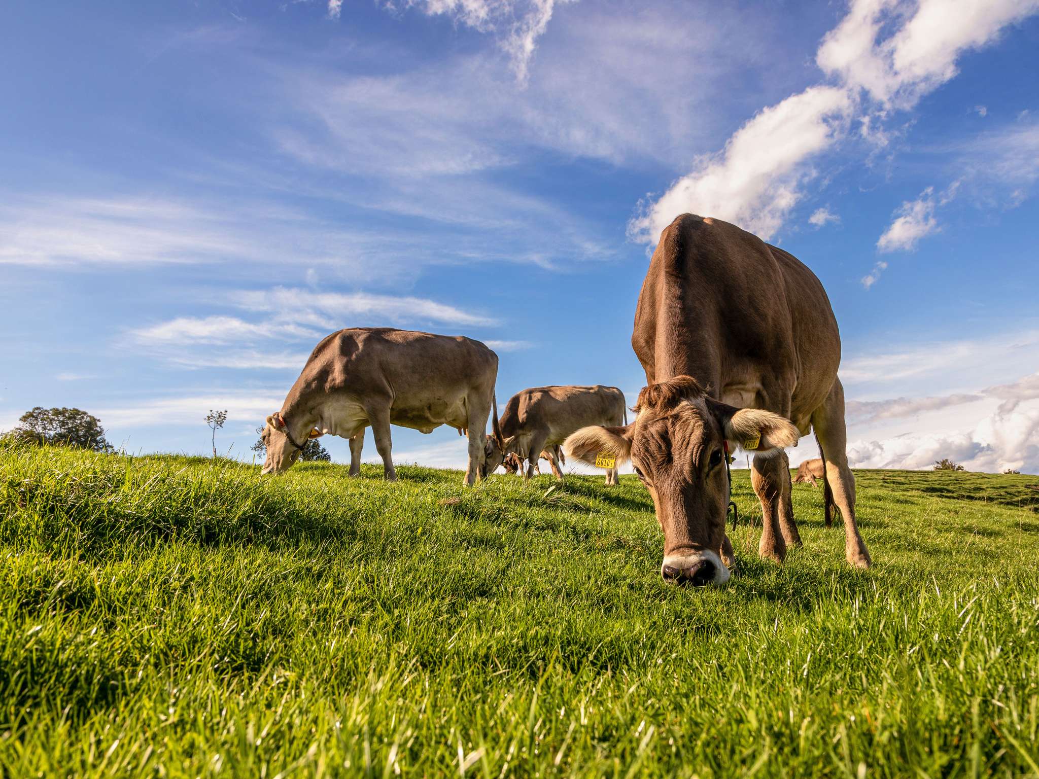 Foto - ibis Lausanne Crissier