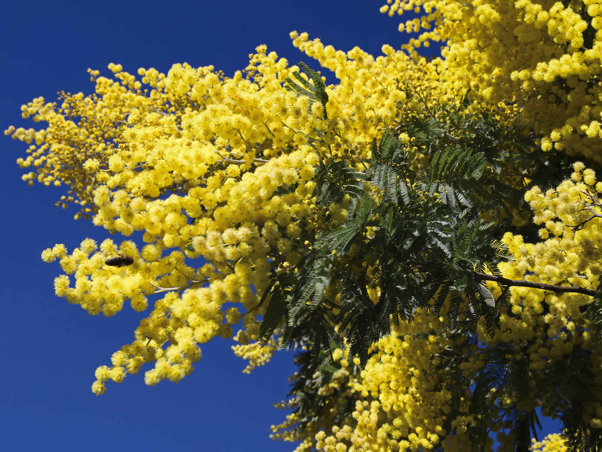 Foto - Mercure Cannes Mandelieu