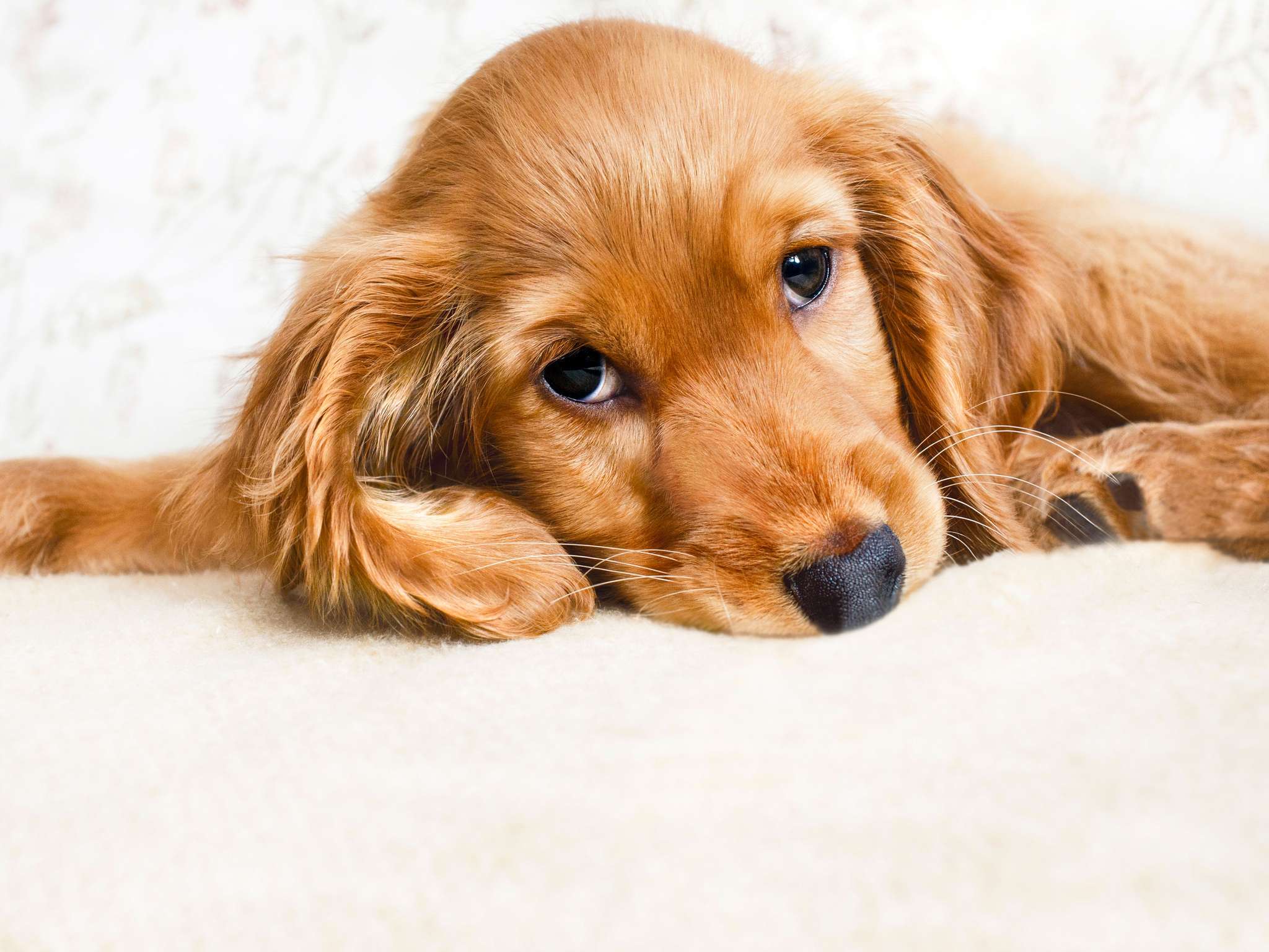 Photo - Sofitel Paris Le Faubourg