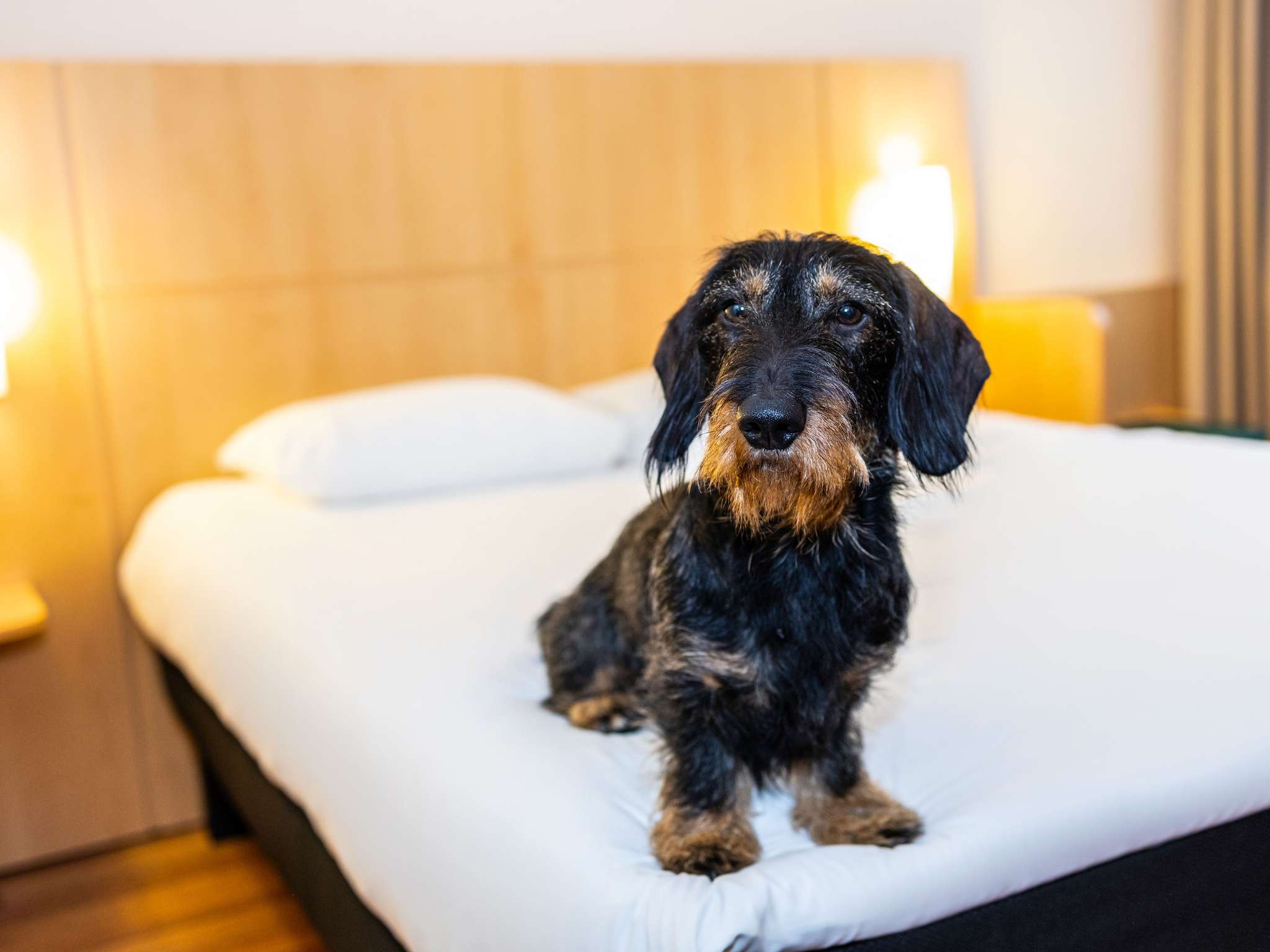 Foto - ibis Antwerpen Centrum