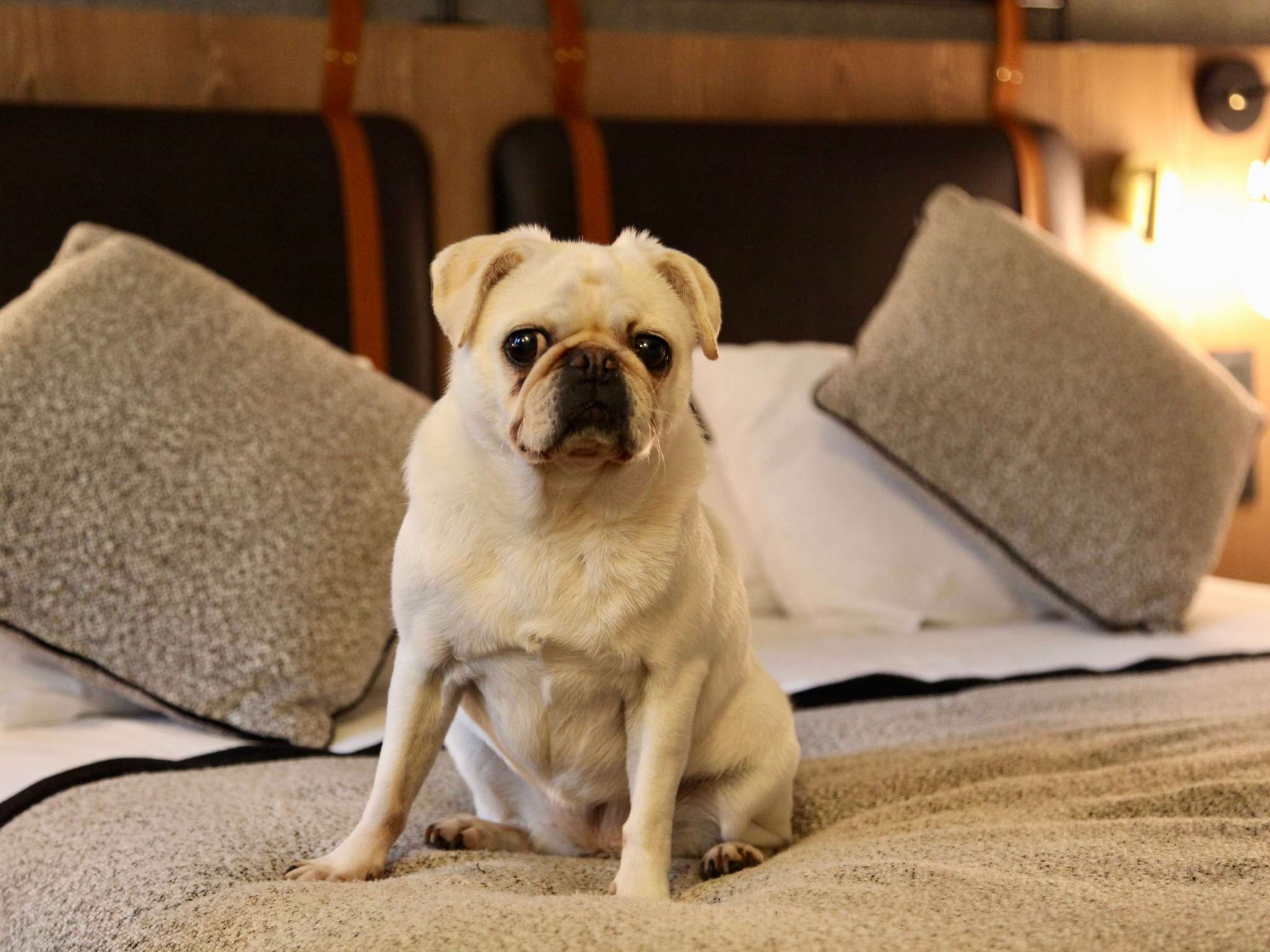 Photo - Mercure Carcassonne La Cité