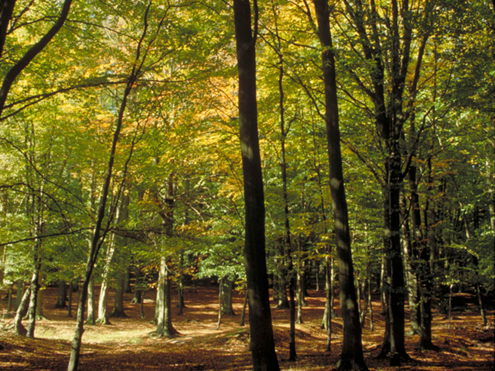 Photo - Hotel Mercure Château de Fontainebleau