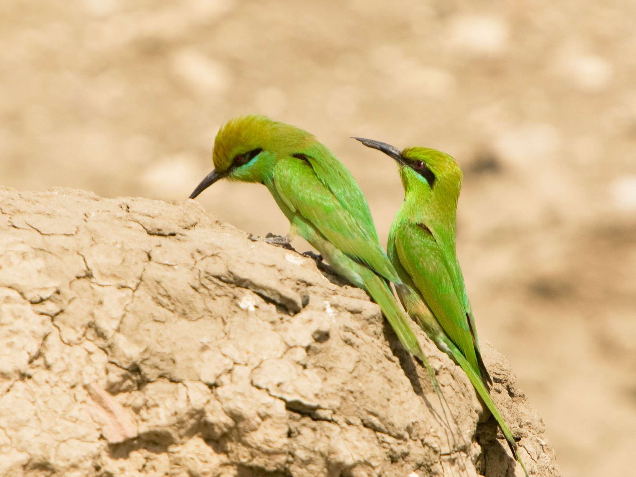 Foto - Pavillon Winter Luxor