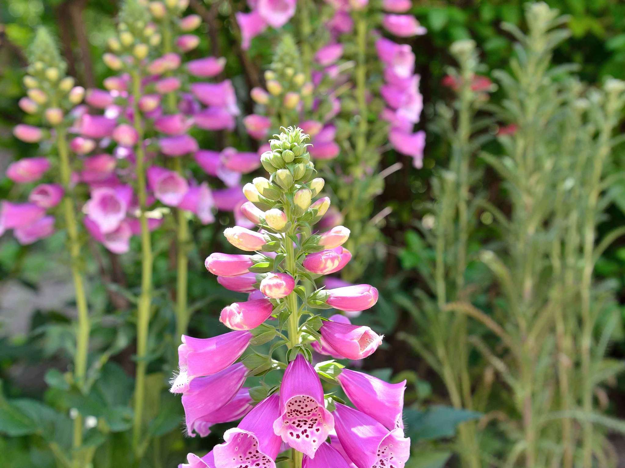 Foto - Ibis Budapest Citysouth