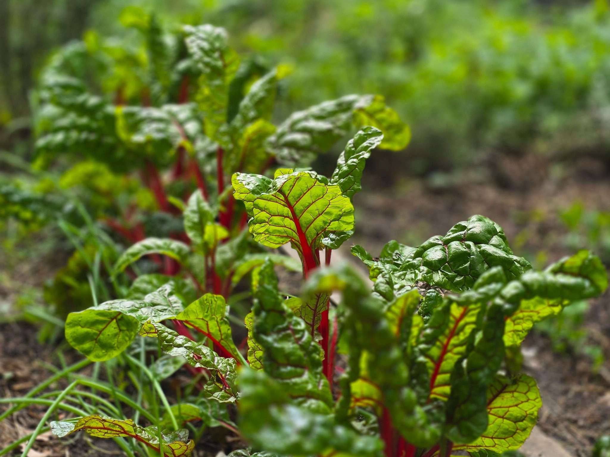 Foto - Ibis Budapest Citysouth