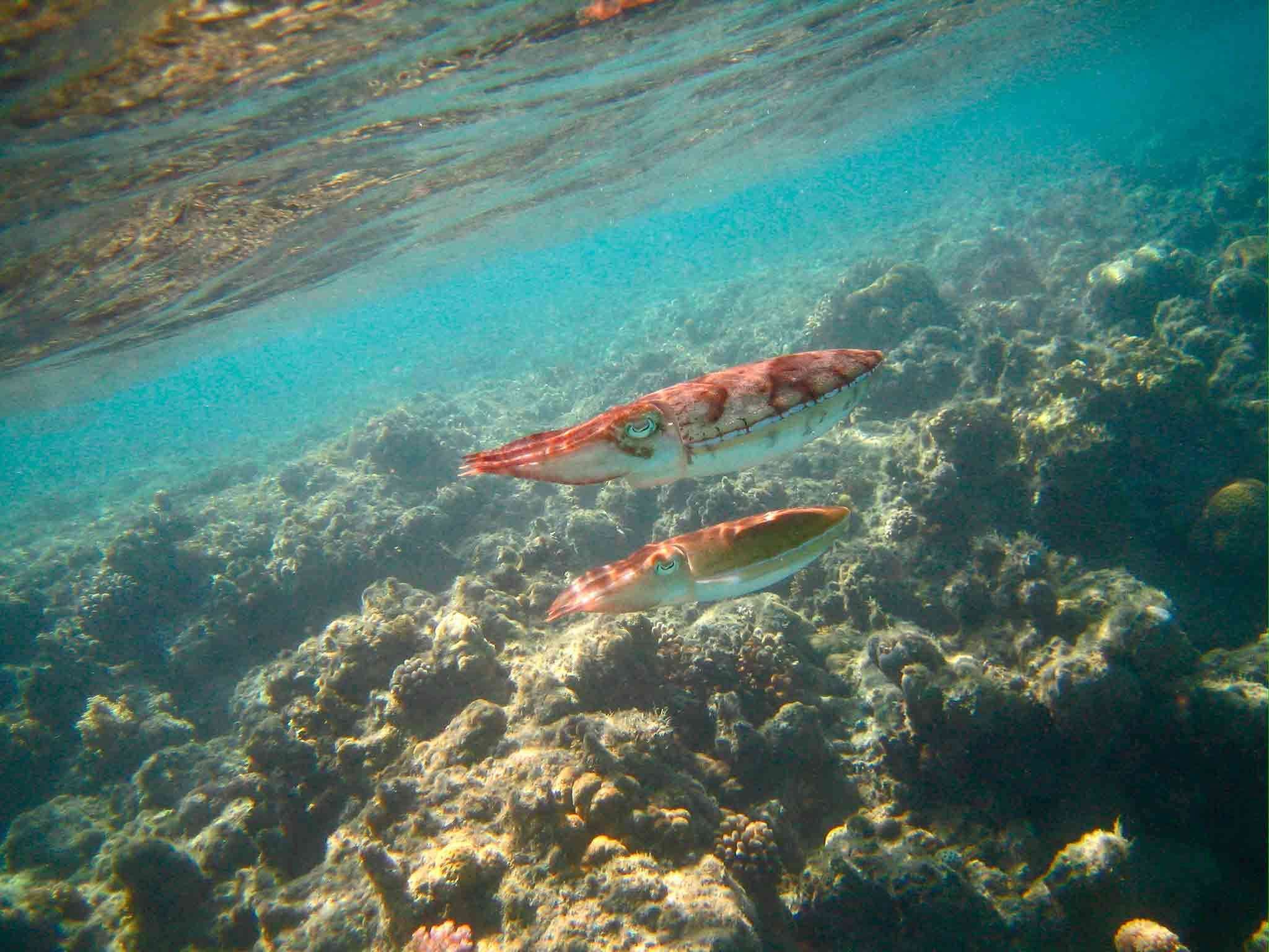 Foto - Mercure Hurghada Hotel