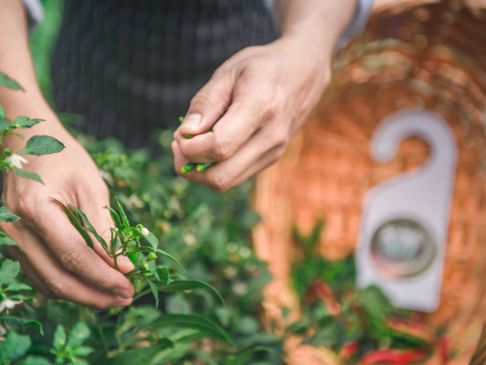 Foto - Pullman Khon Kaen Raja Orchid