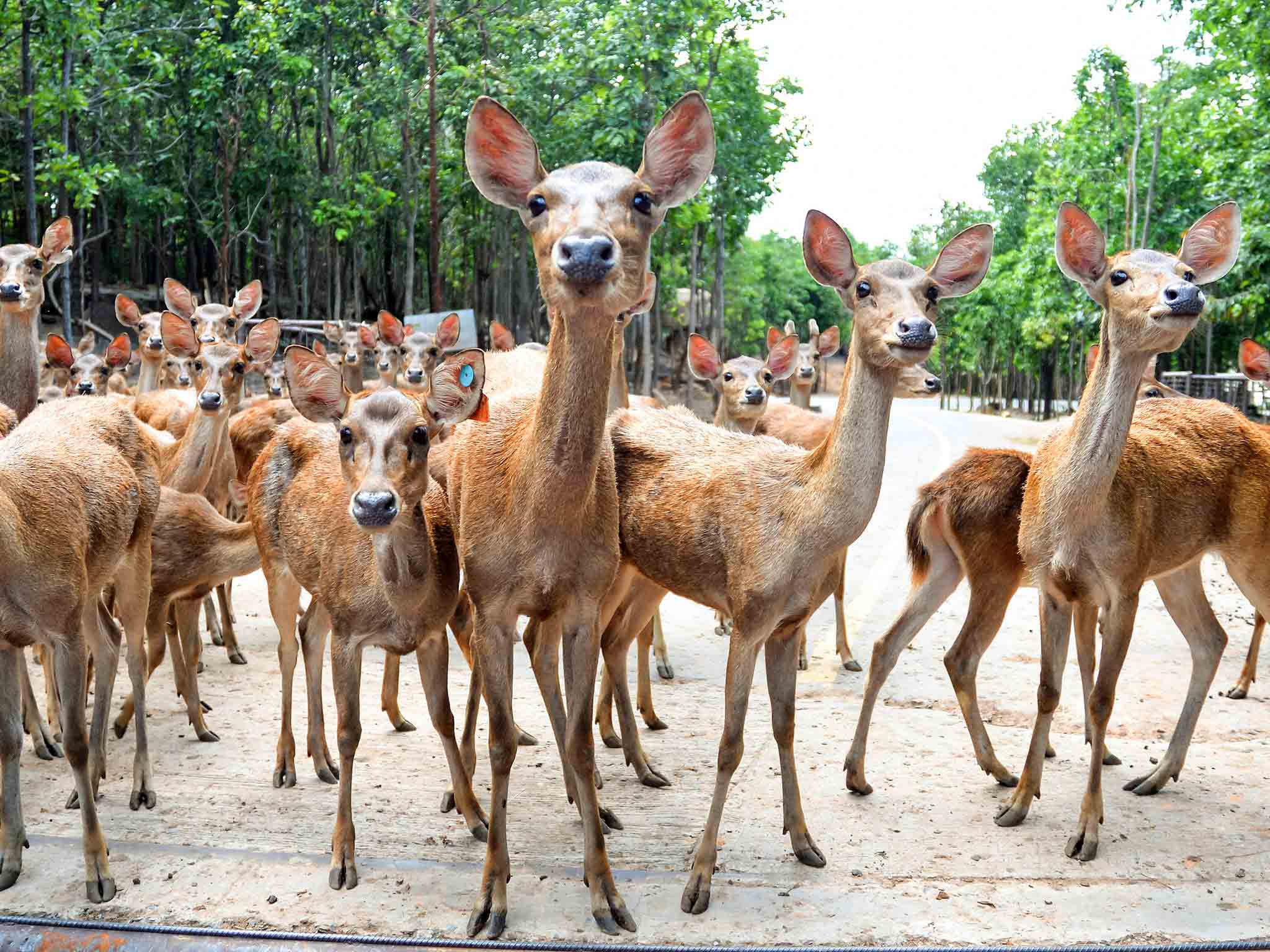 Foto - Pullman Khon Kaen Raja Orchid