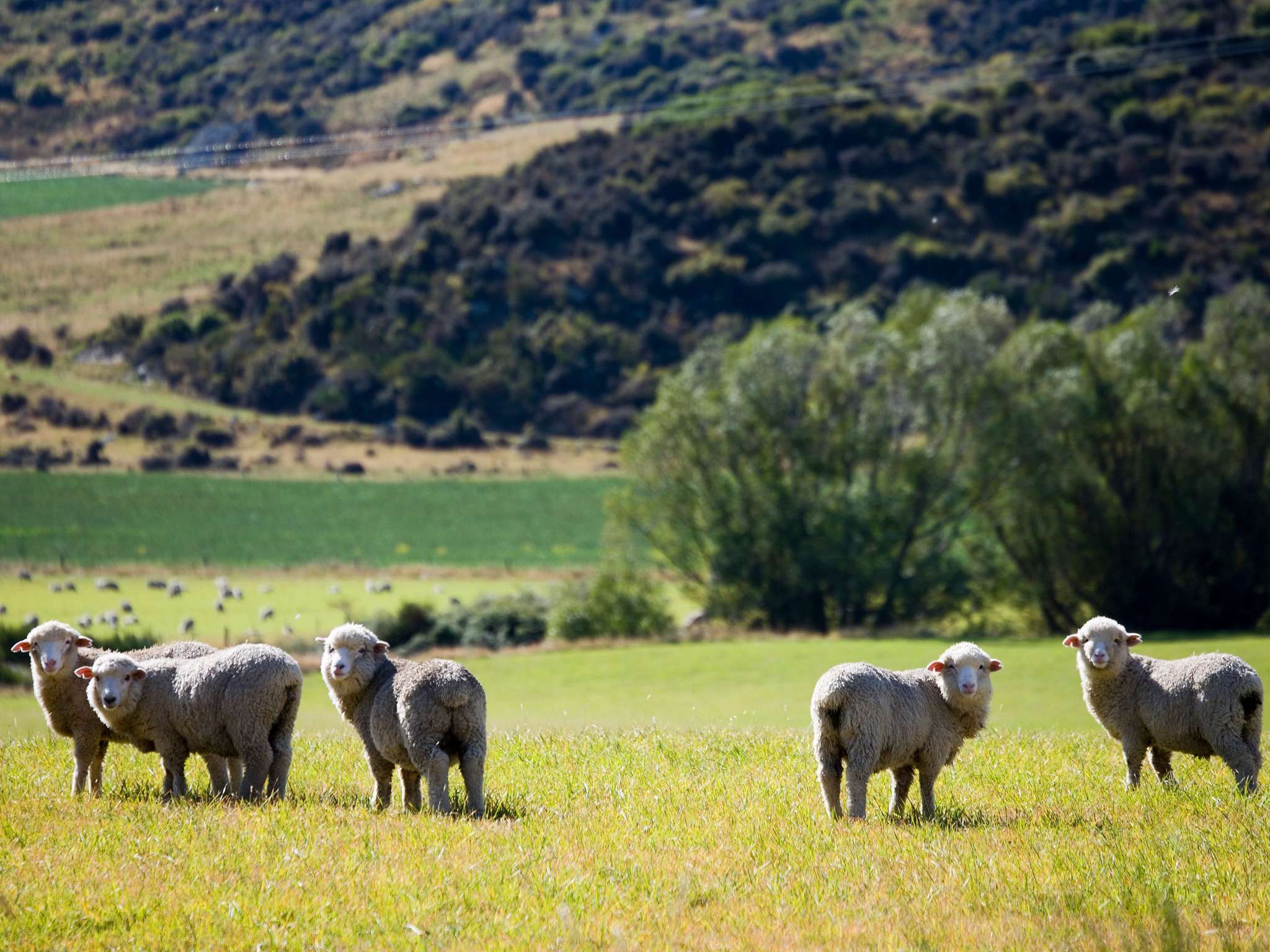Photo - Hotel St Moritz, Queenstown - MGallery Collection