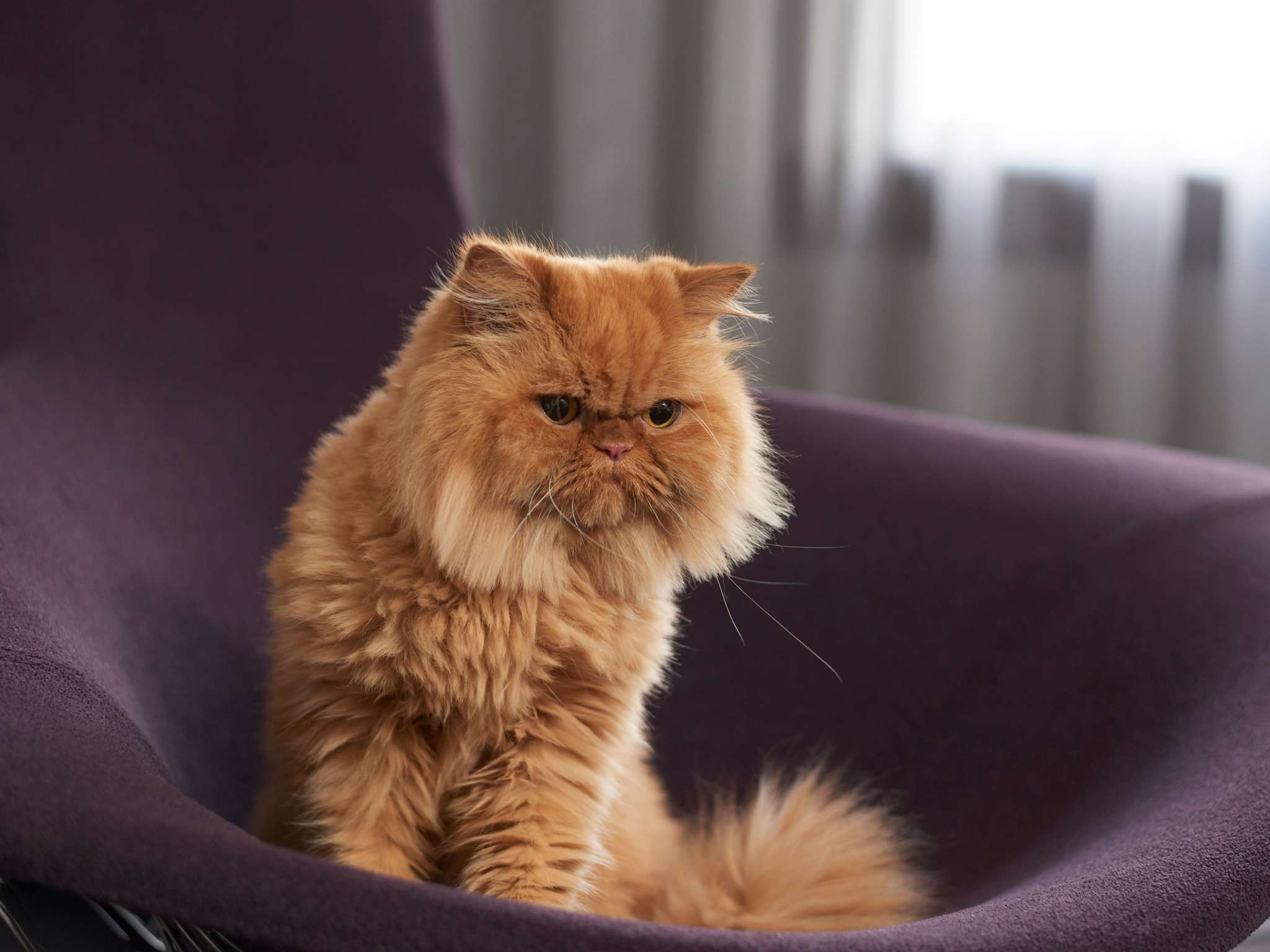 Foto - Pullman Sao Paulo Ibirapuera