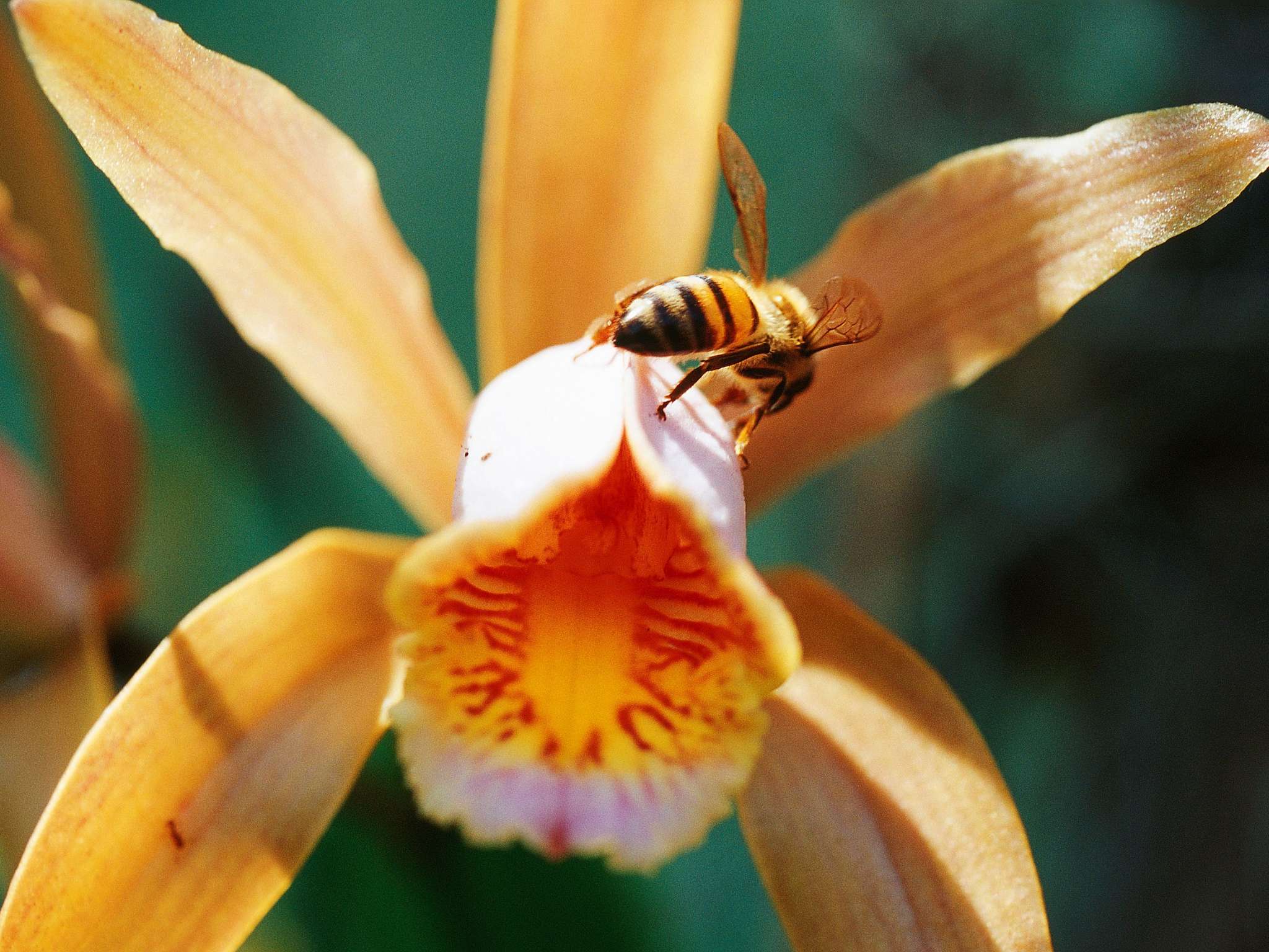 Foto - Mercure Hotel am Entenfang Hannover