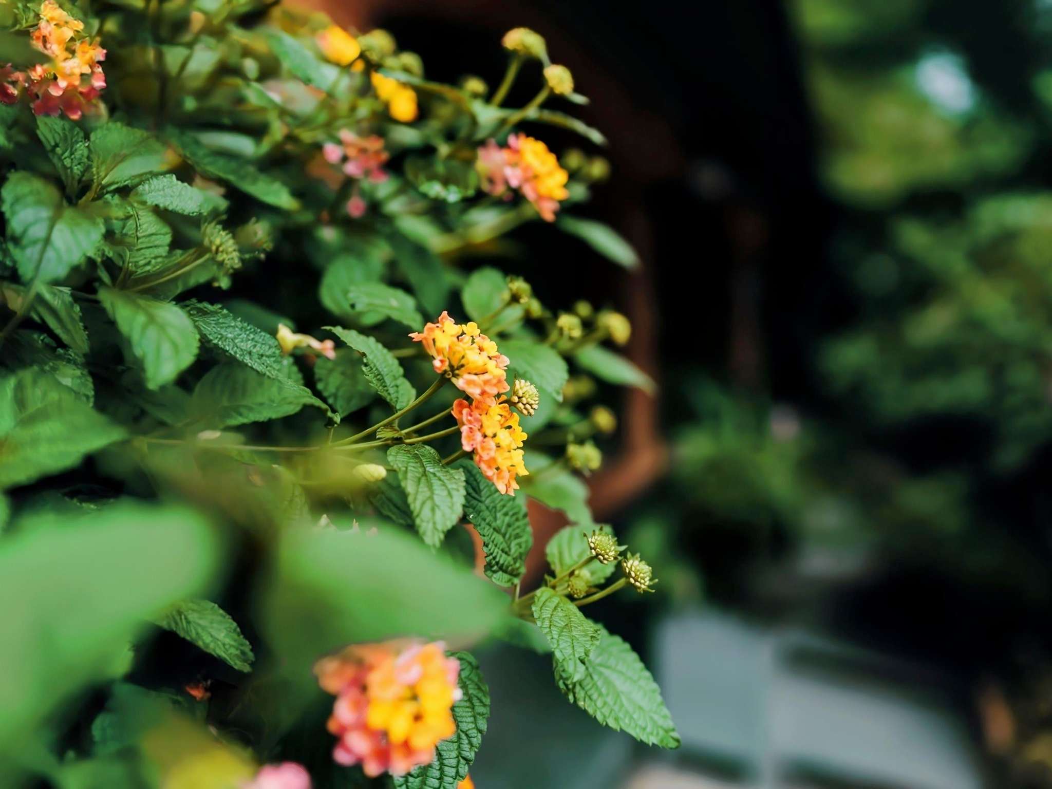 Foto - Sofitel New York