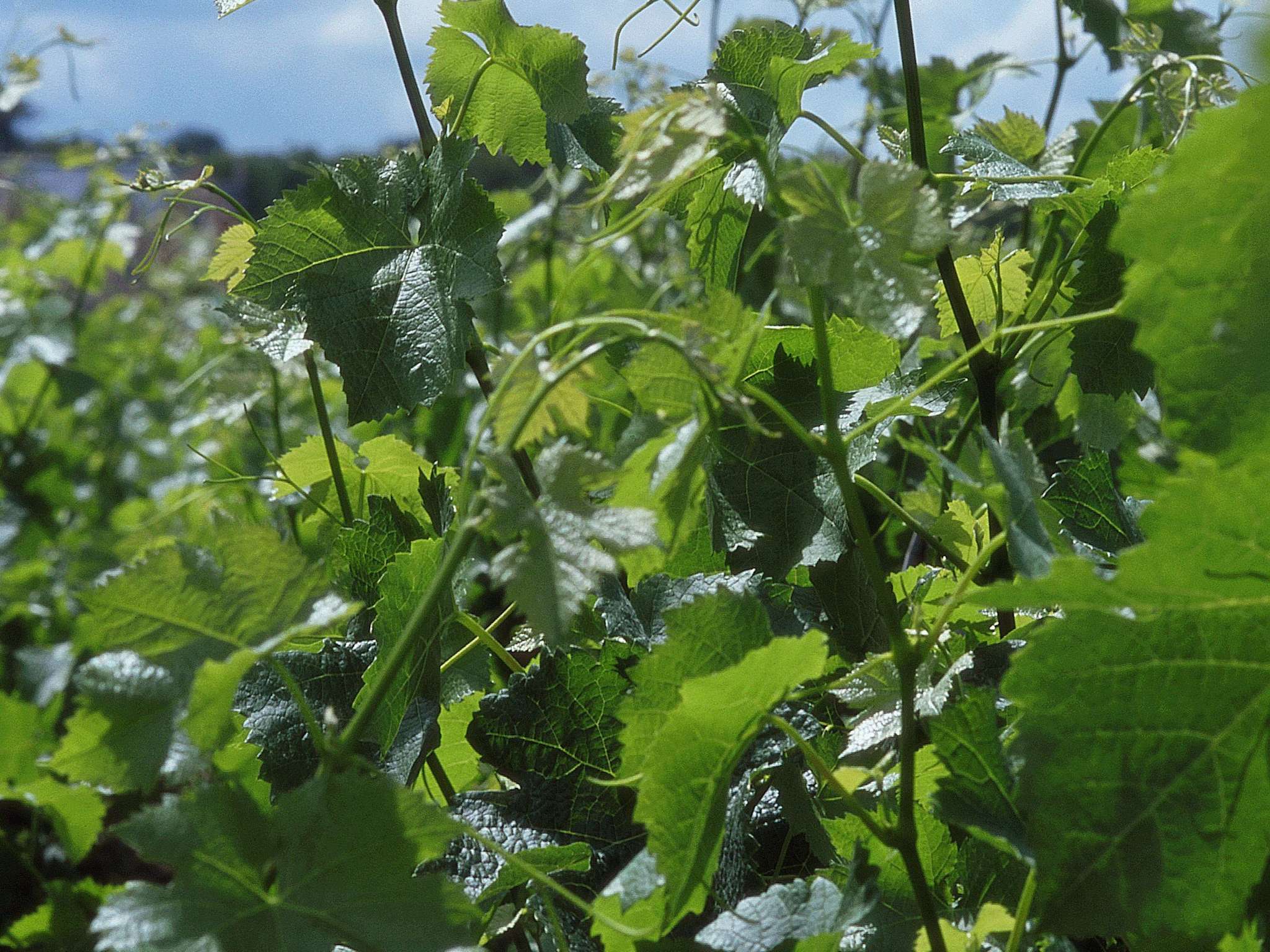 Foto - hotelF1 Bordeaux Sud Villenave d'Ornon