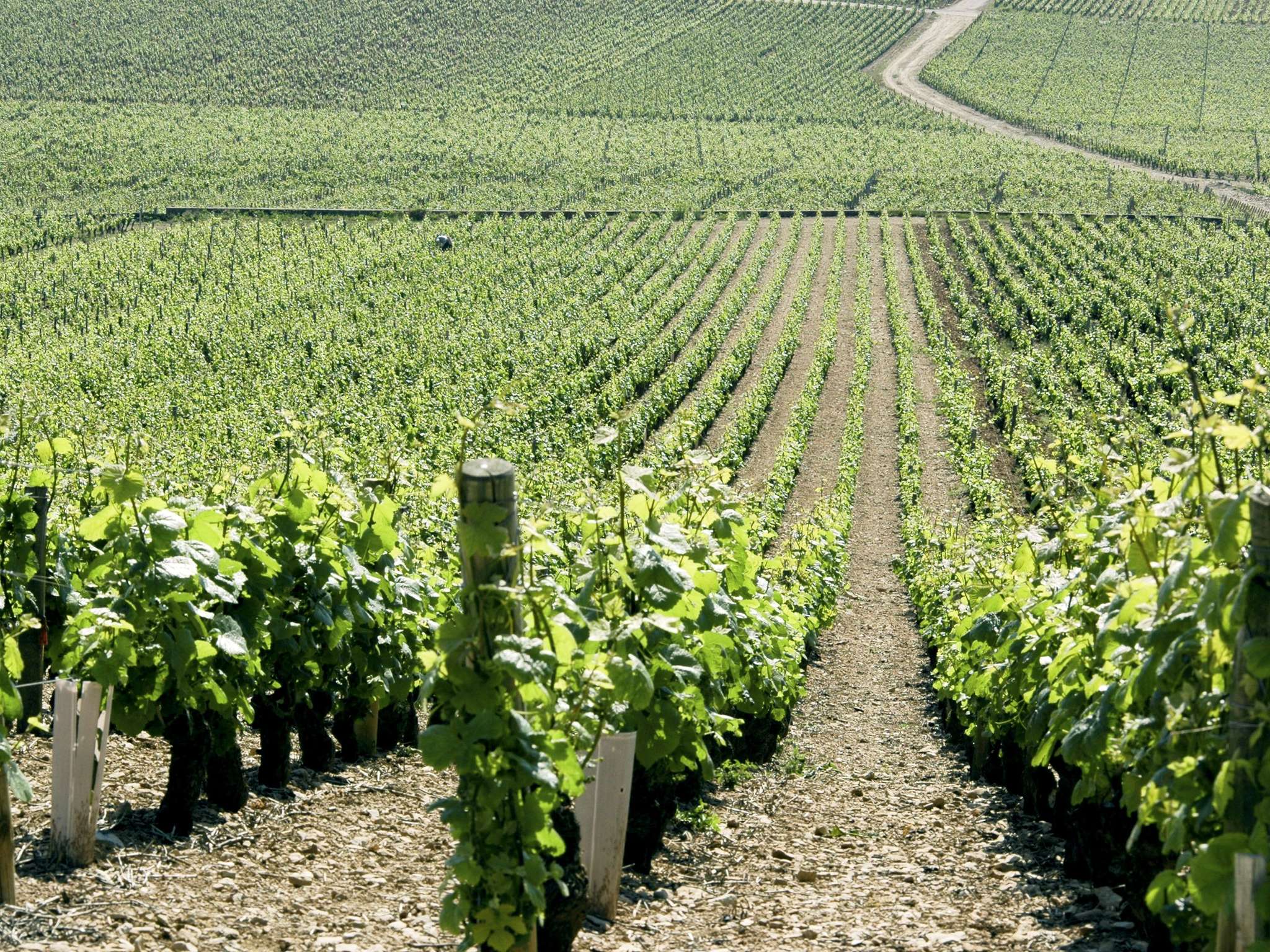 Photo - ibis Budget Beaune