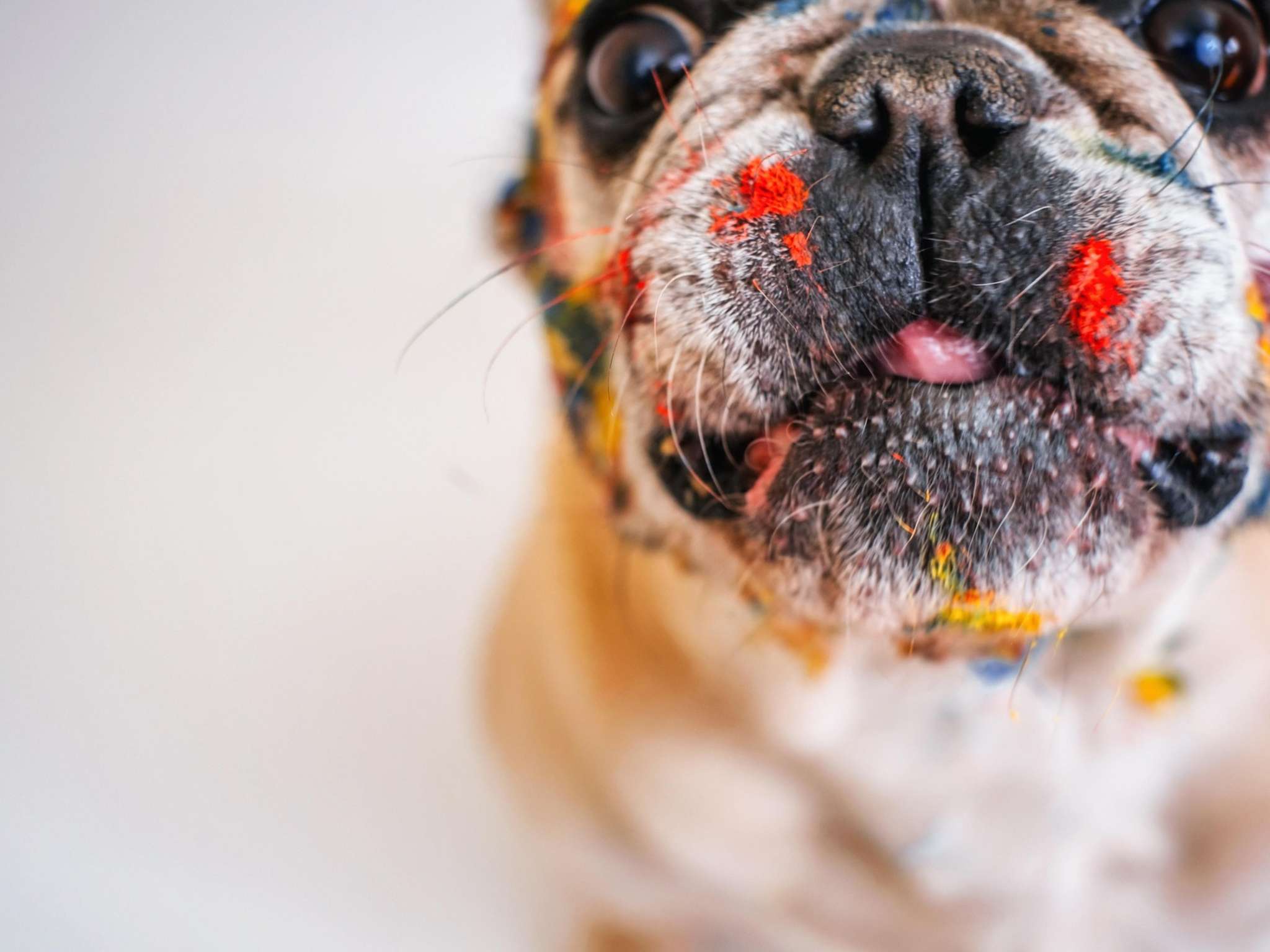 Foto - Hôtel Ibis Budget Nantes Ouest Atlantis Couëron